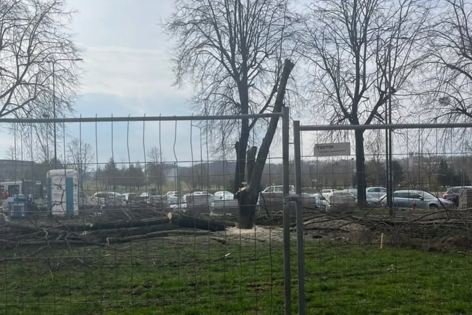 Karaliaus Mindaugo pr. kertami medžiai