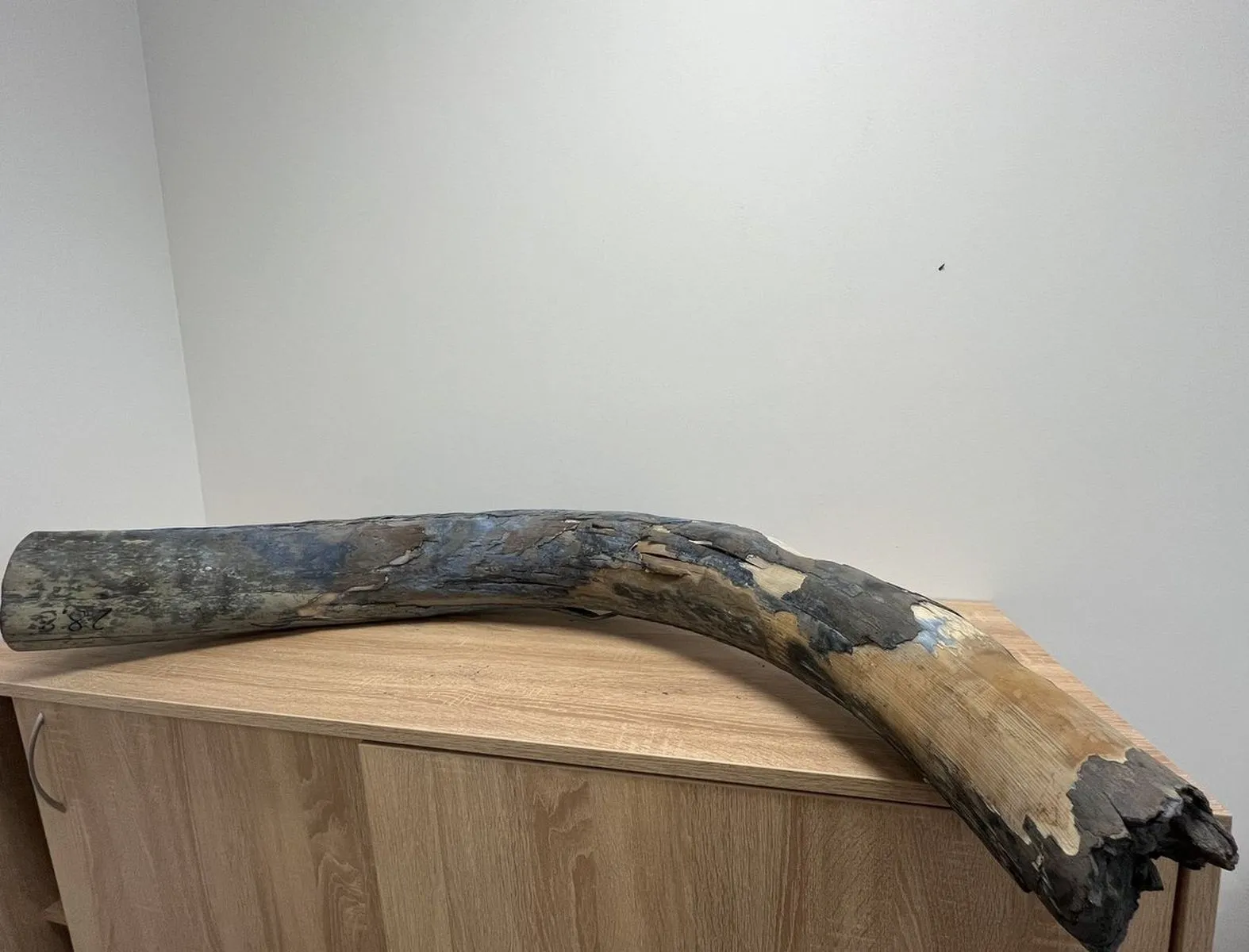 Mamuto ilties dalis / Muitinės nuotr.