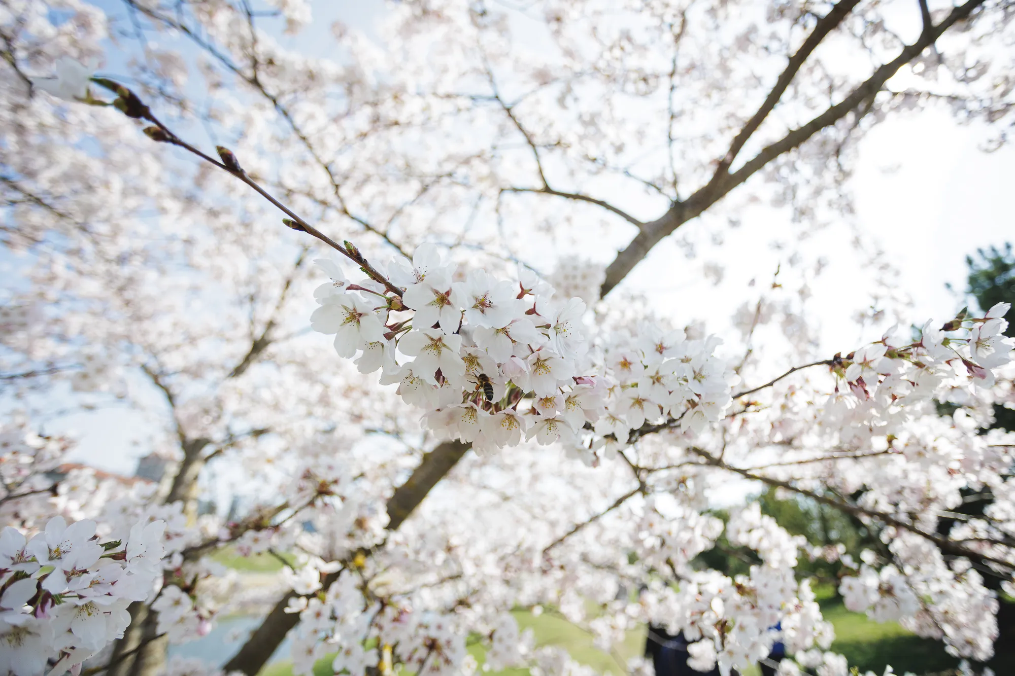 Žydinčios Sakuros Nemuno saloje / R. Tenio nuotr.