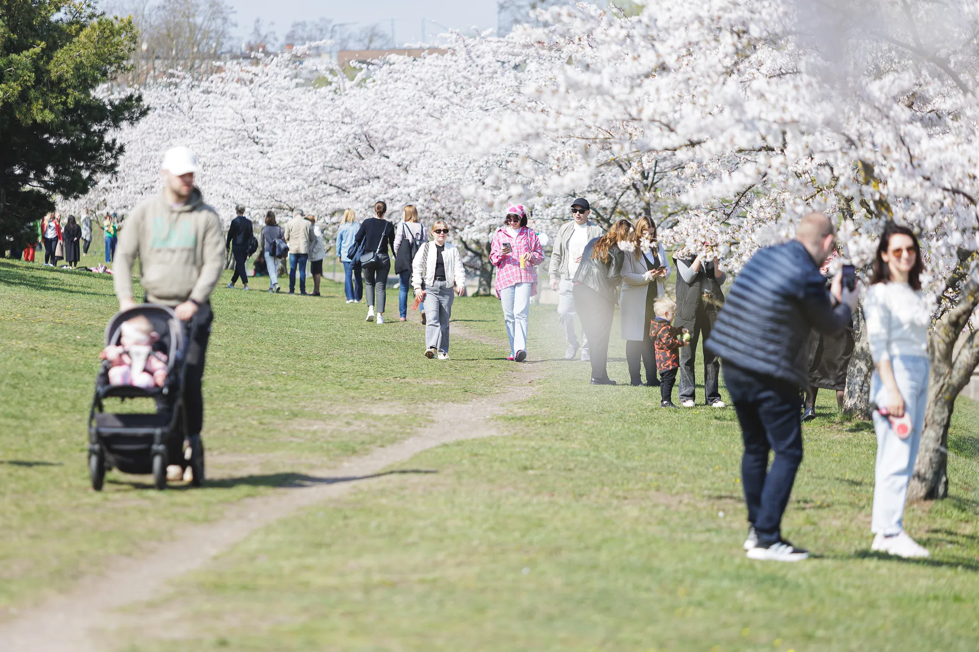 Žydinčios Sakuros Nemuno saloje / R. Tenio nuotr.