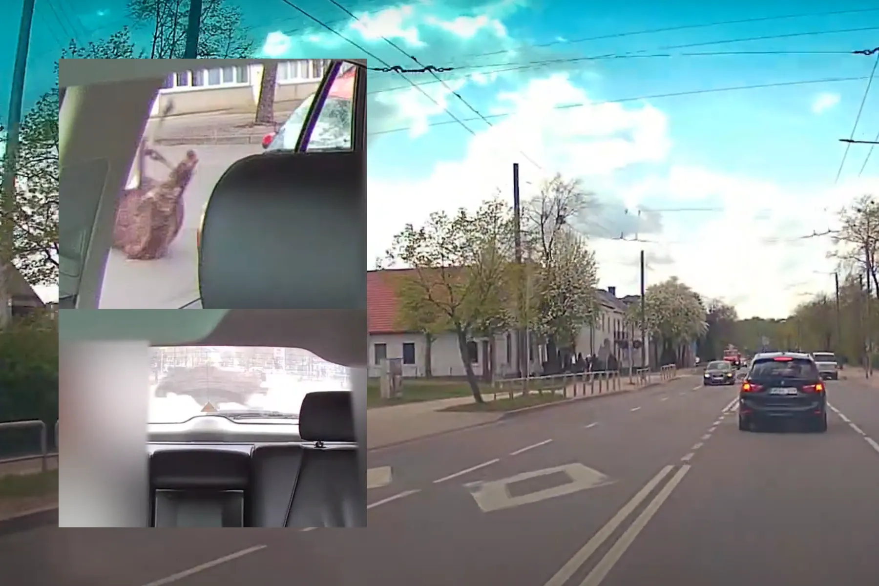 R. Kalantos gatvėje partrenktas briedis / Skaitytojo video stop kadras