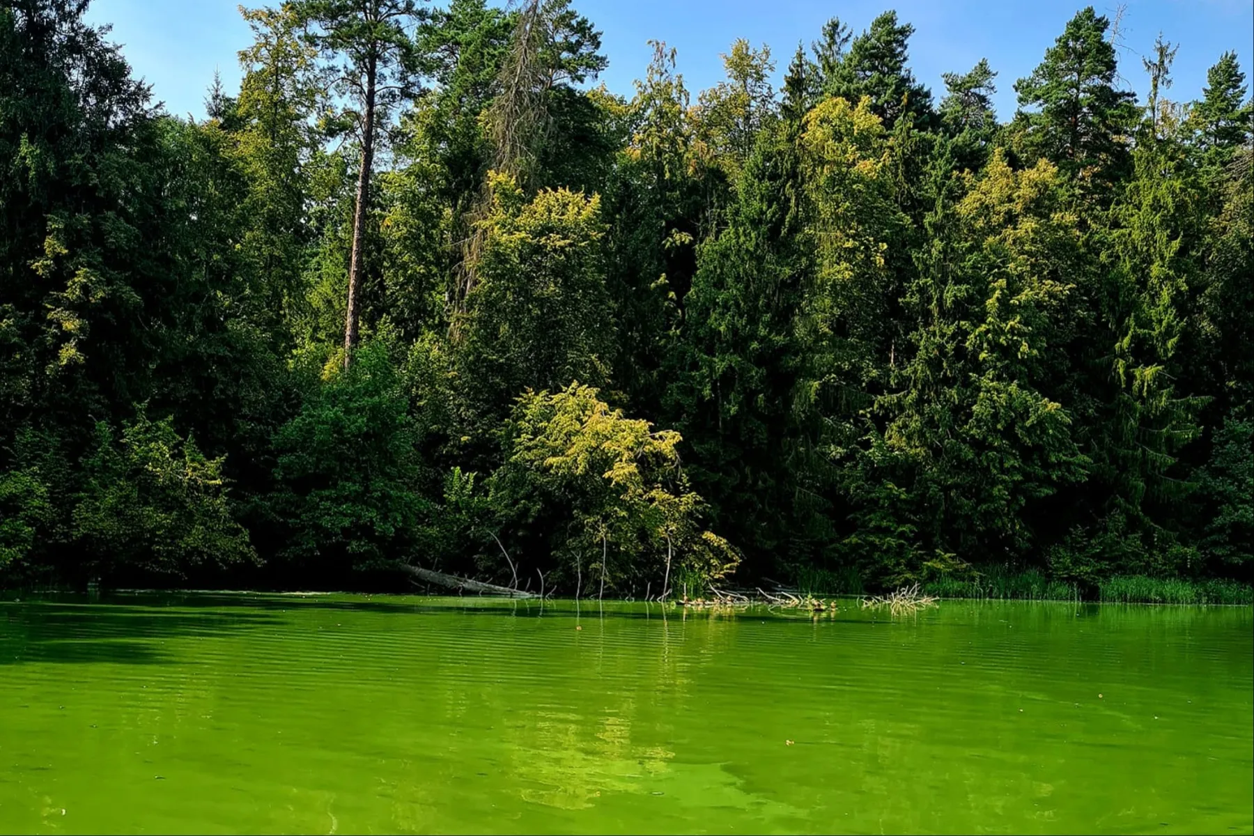 Žydintis vanduo Kauno mariose / Skaitytojų nuotr.