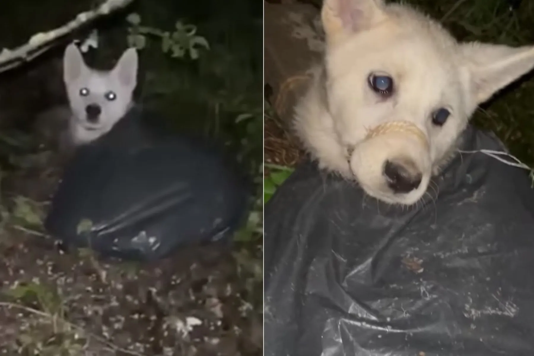 Šuo šiukšlių maiše