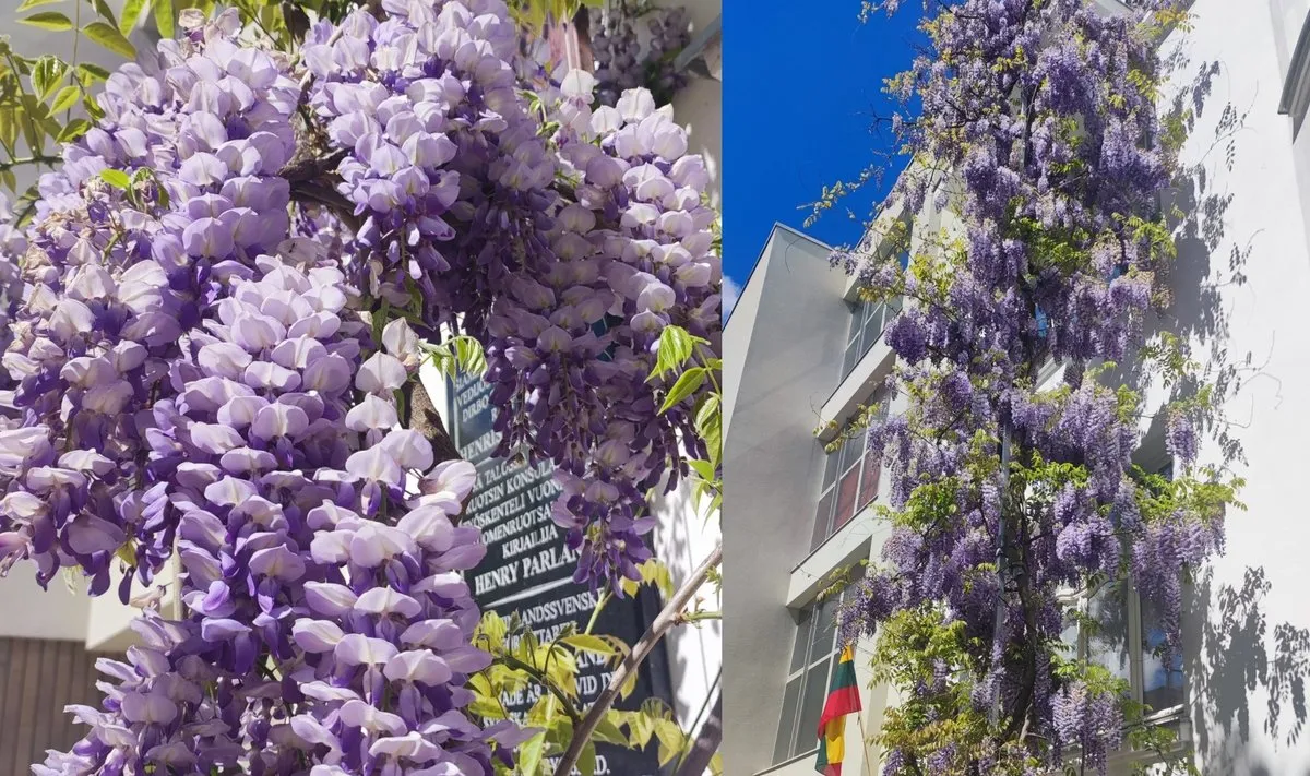 Kaune žydi visterija / V. Vasilevičiūtės-Pocienės nuotr.