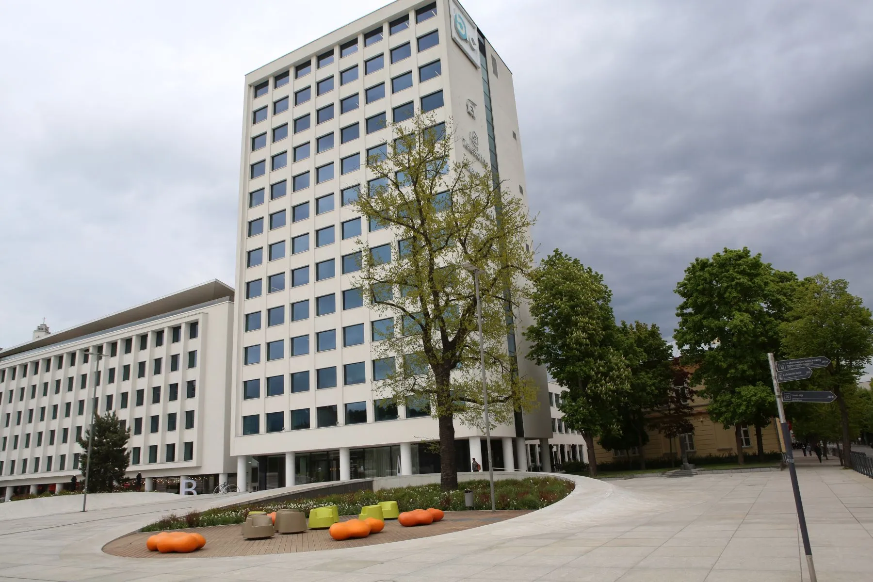 Vienybės aikštės ąžuolas / M. Patašiaus nuotr.