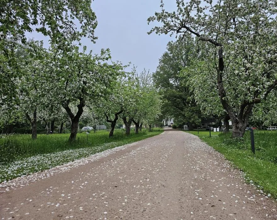 Tado Ivanausko Obelynės sodybos želdiniai