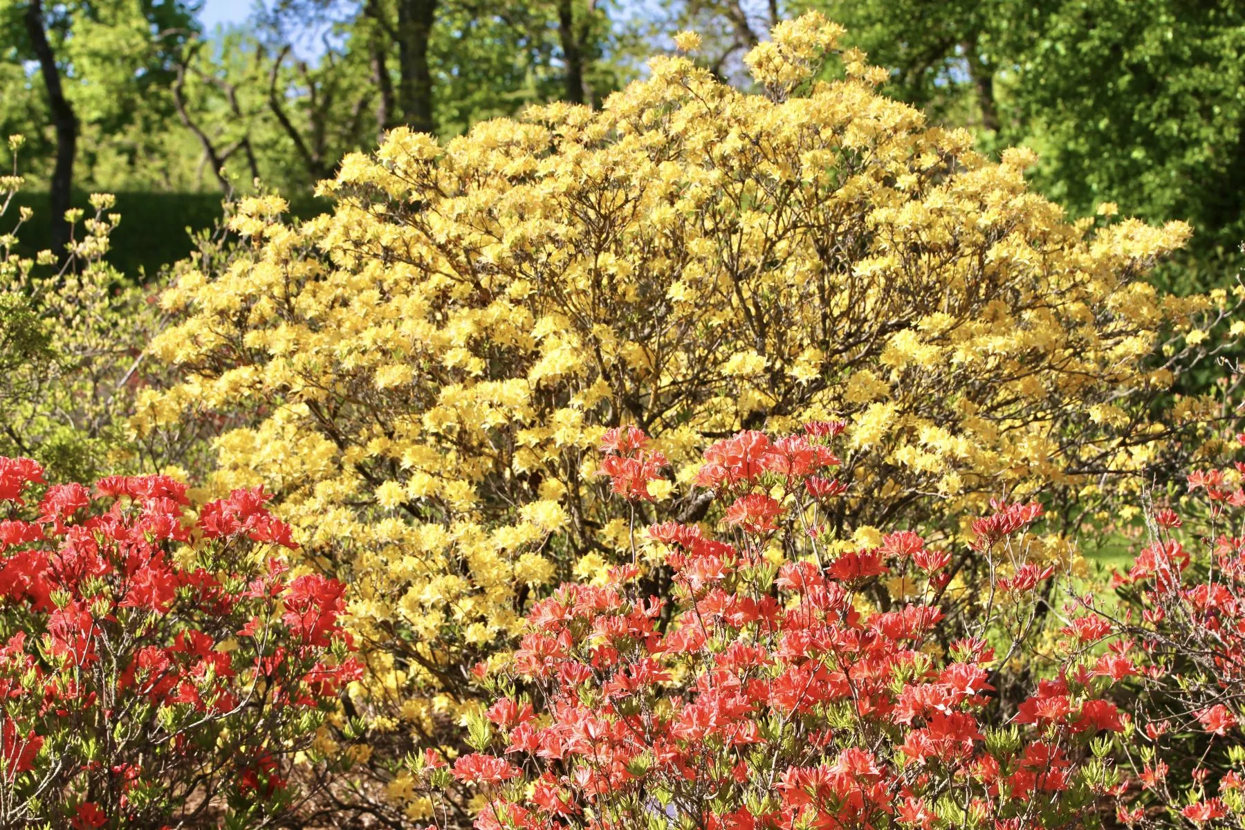 Rododendrai / VDU Botanikos sodo nuotr.