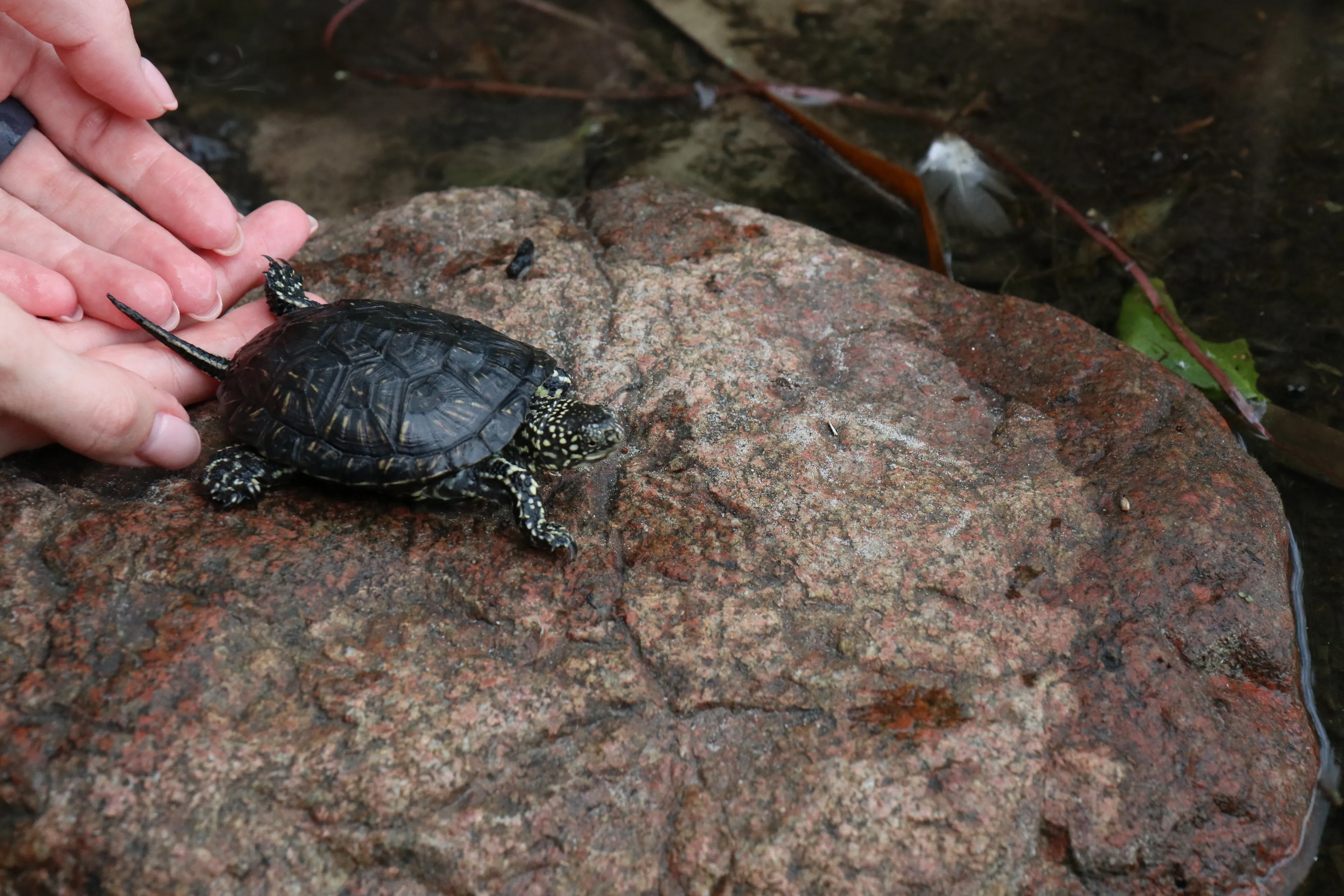 Balinis vėžlys / Lietuvos zoologijos sodo nuotr.