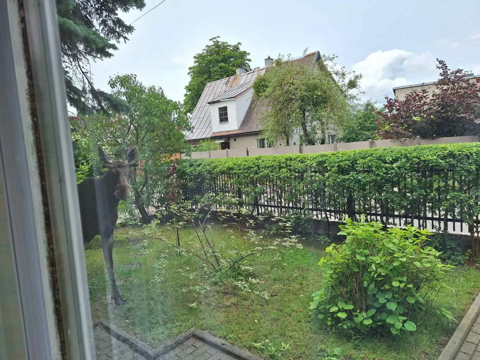 Briedis Šančiuose / Skaitytojos nuotr.