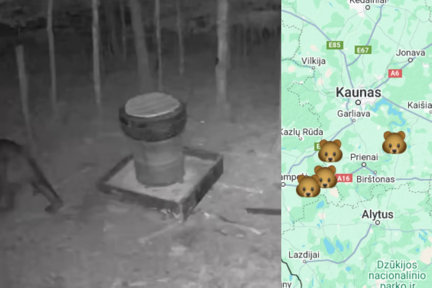 Rudasis lokys / Lietuvos medžiotojų ir žvejų draugijos nuotr.