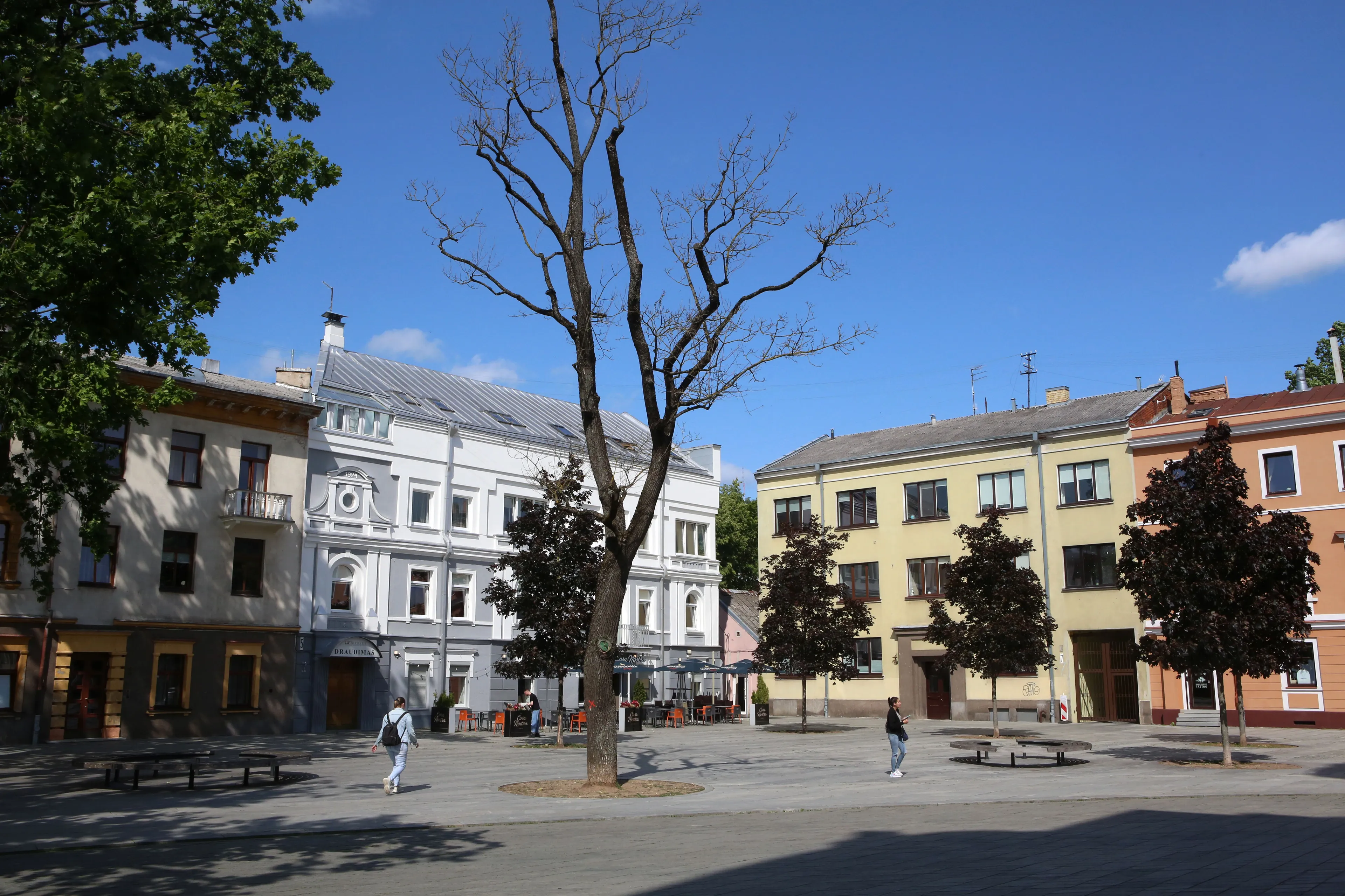 Miręs klevas Nepriklausomybės aikštėje / M. Patašiaus nuotr.