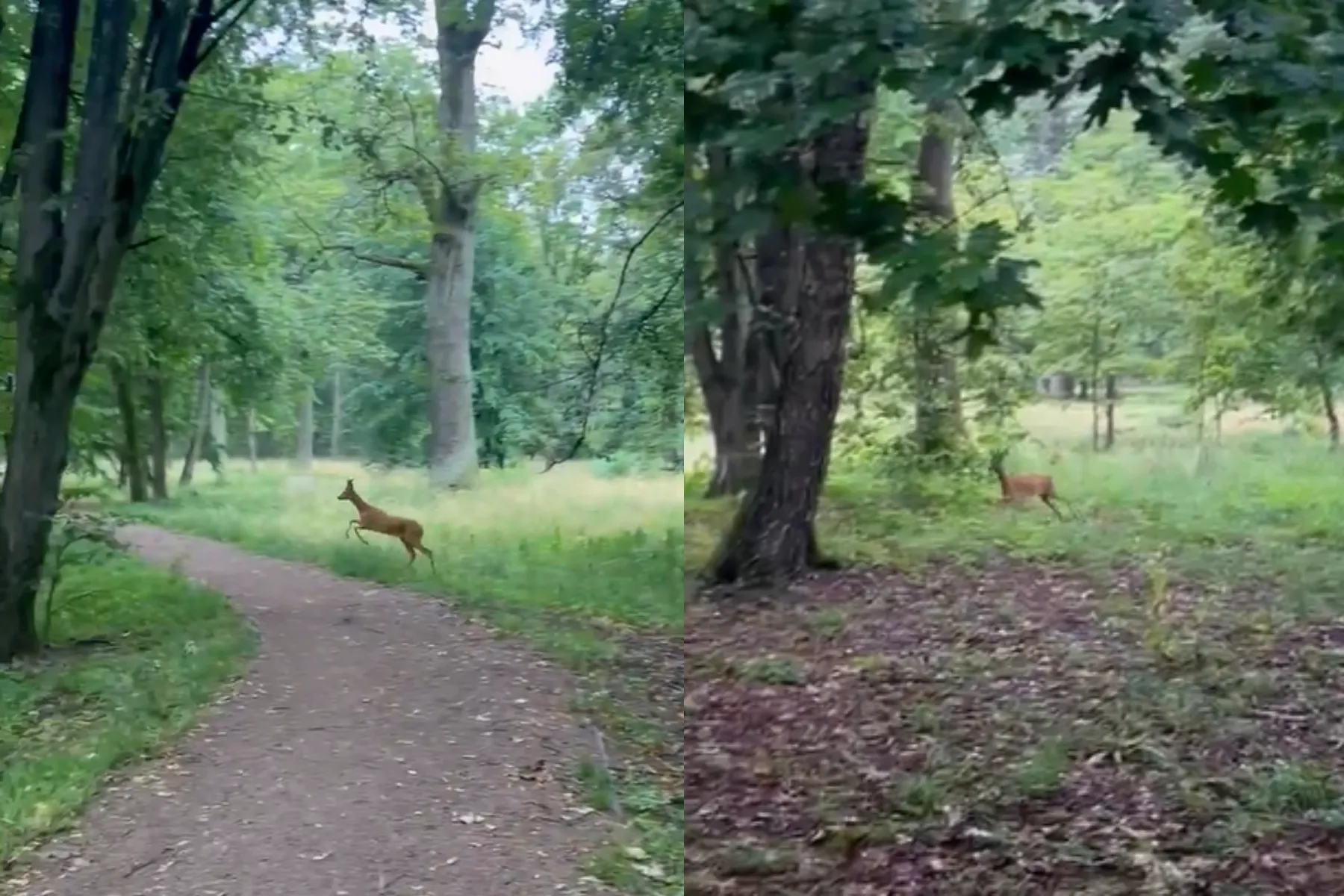 Stirna Ąžuolyne / Skaitytojų nuotr.