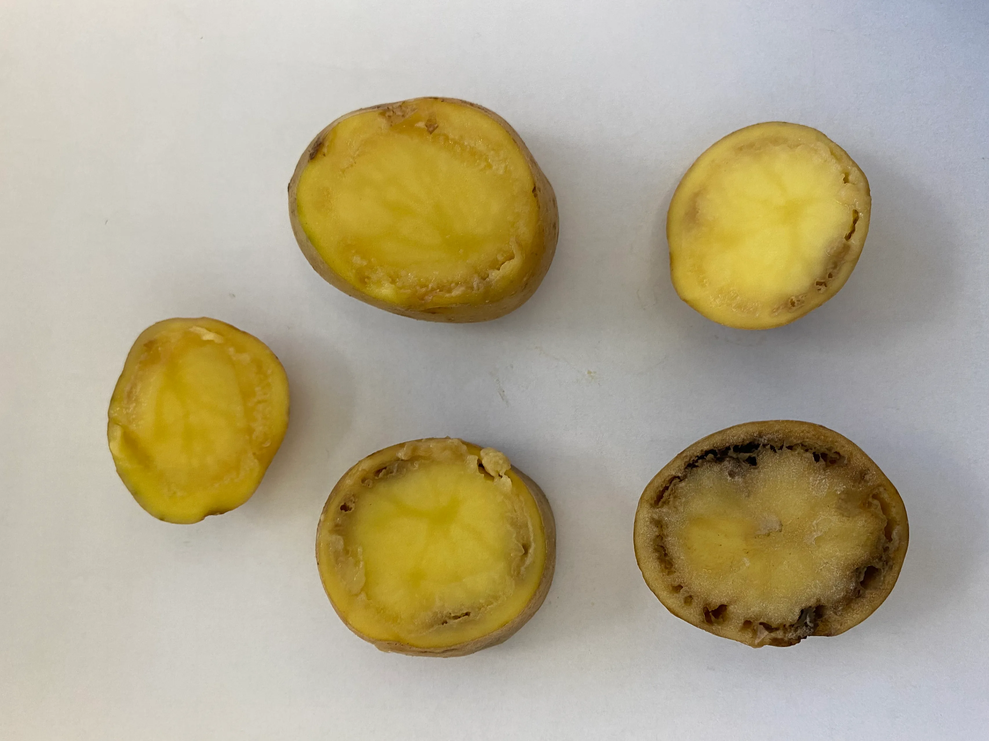 Užkrėstos bulvės / Augalininkystės tarnybos nuotr.