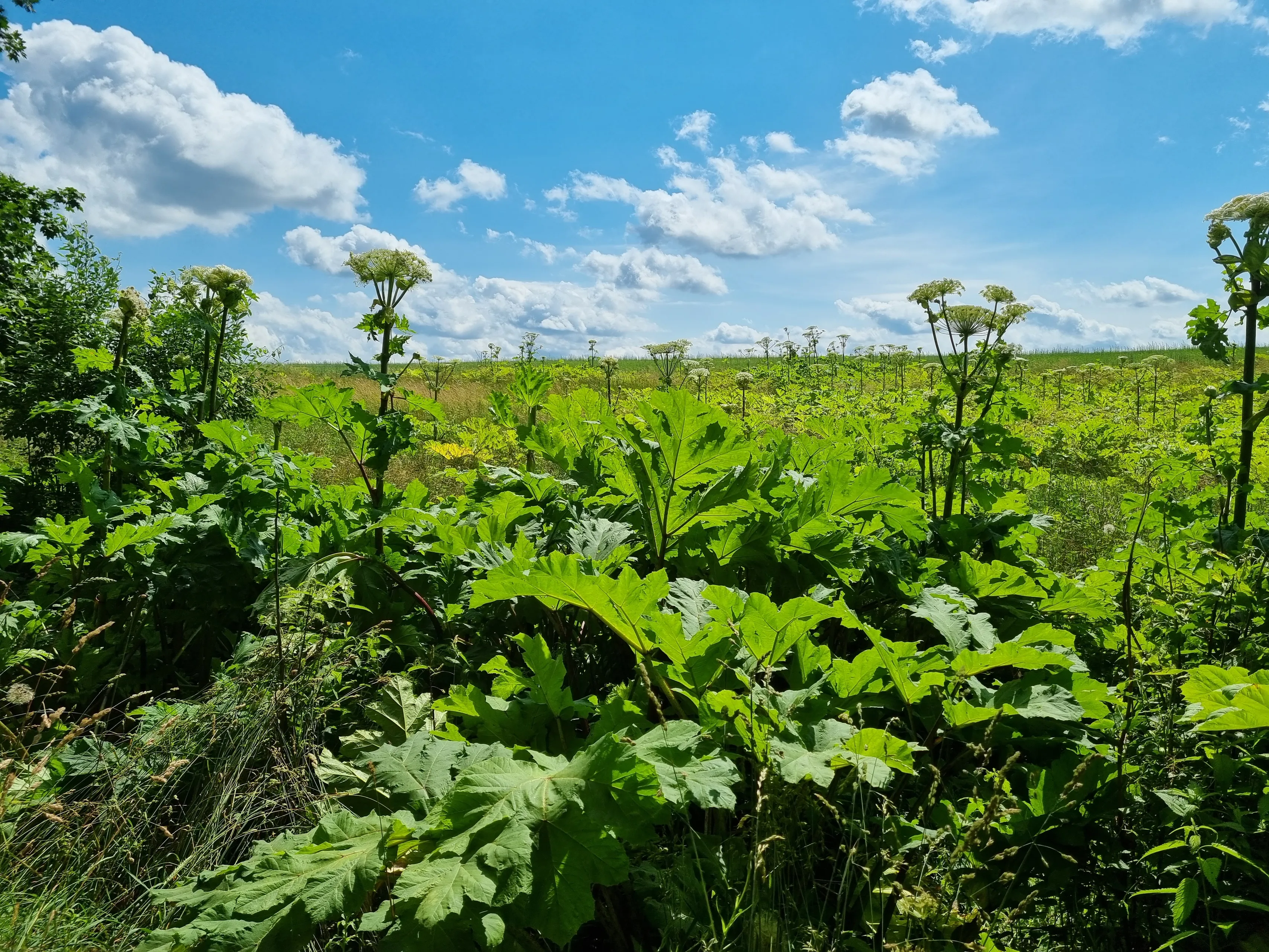 Sosnovskio barščiai