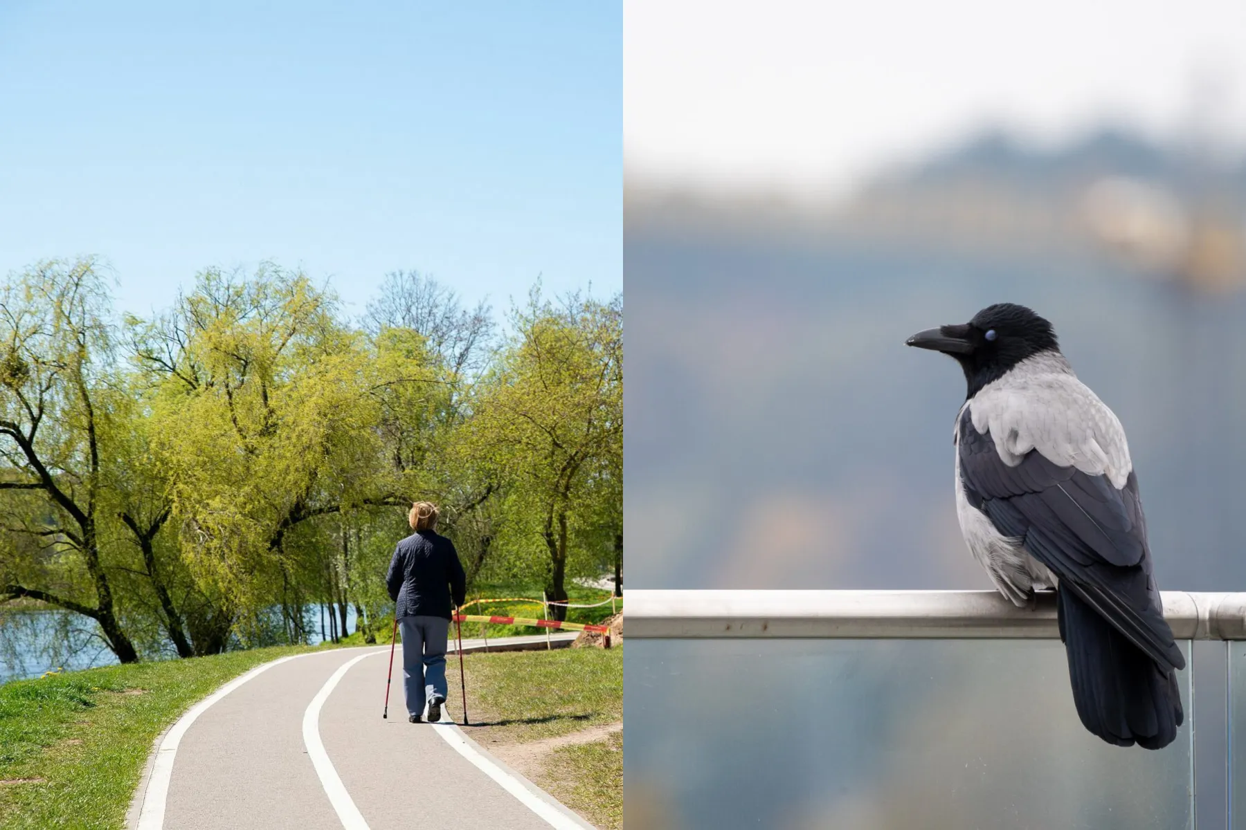 Neries krantinės parkas, varna
