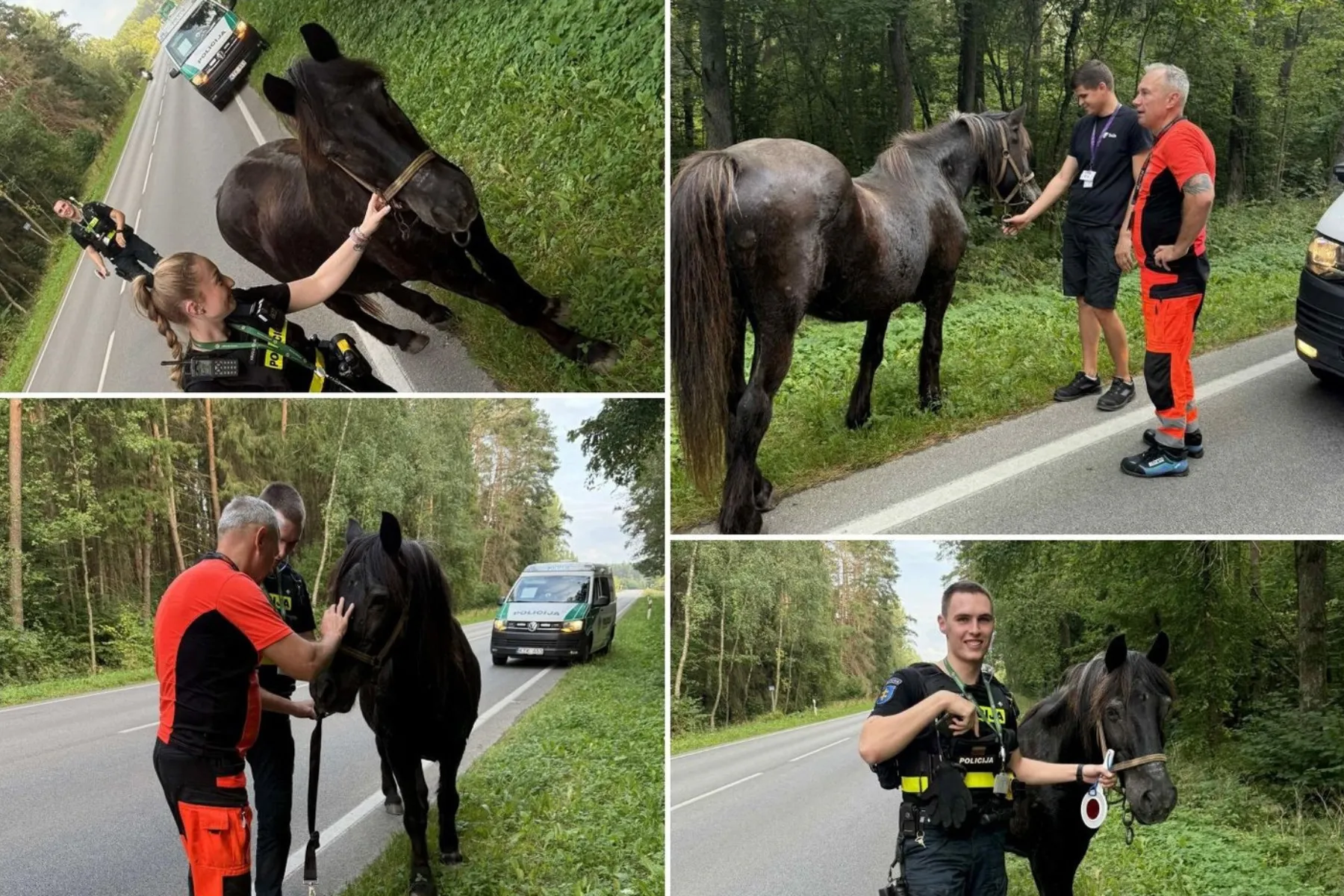 Arklio gelbėjimo operacija