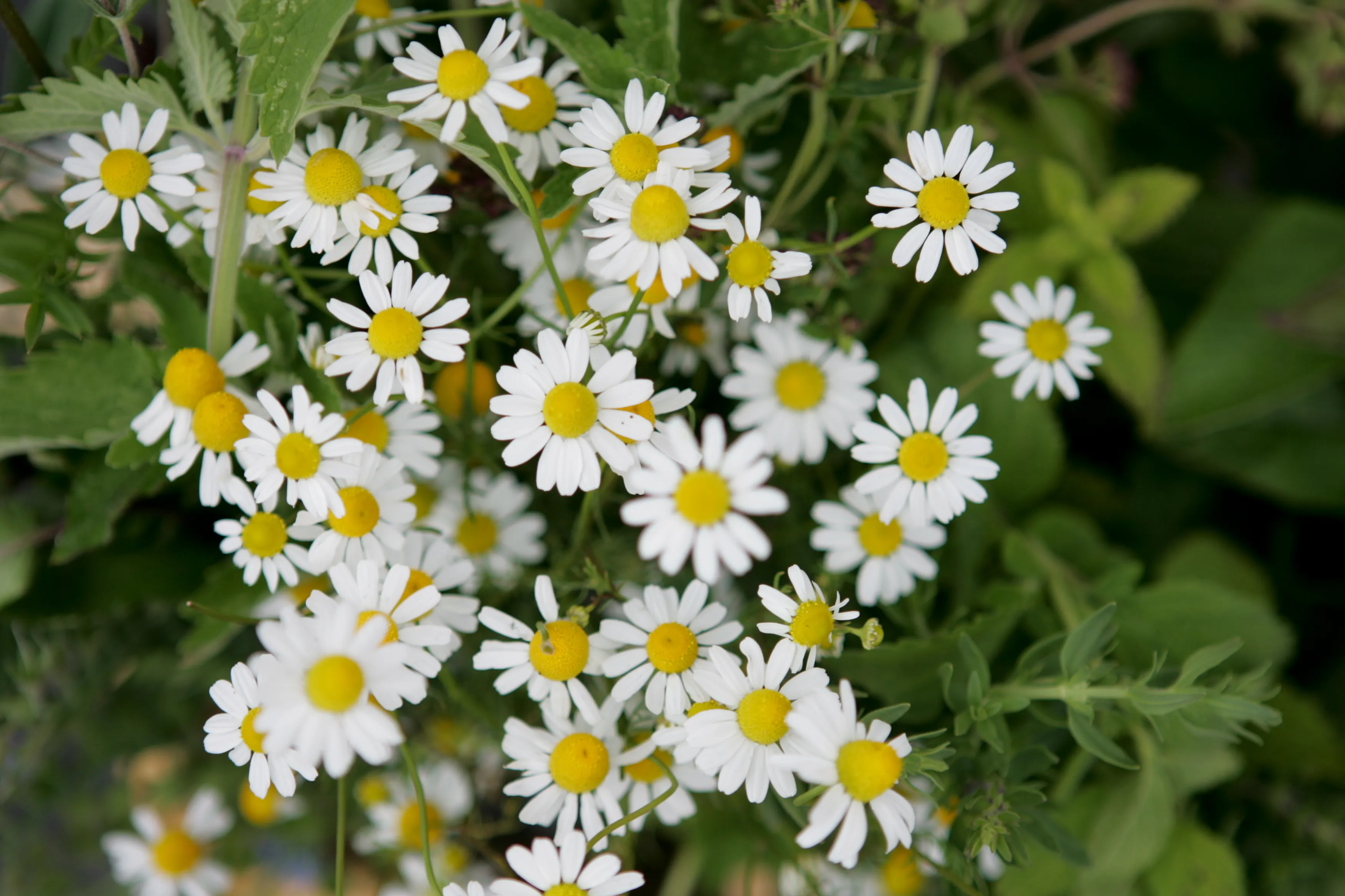 Ramunėlės, vaistažolės, gėlės