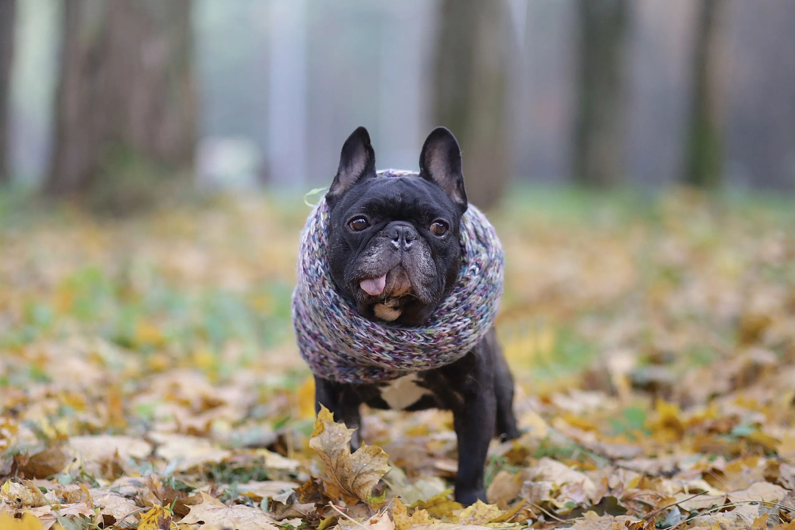 Asociatyvi / Dogspotas nuotr.