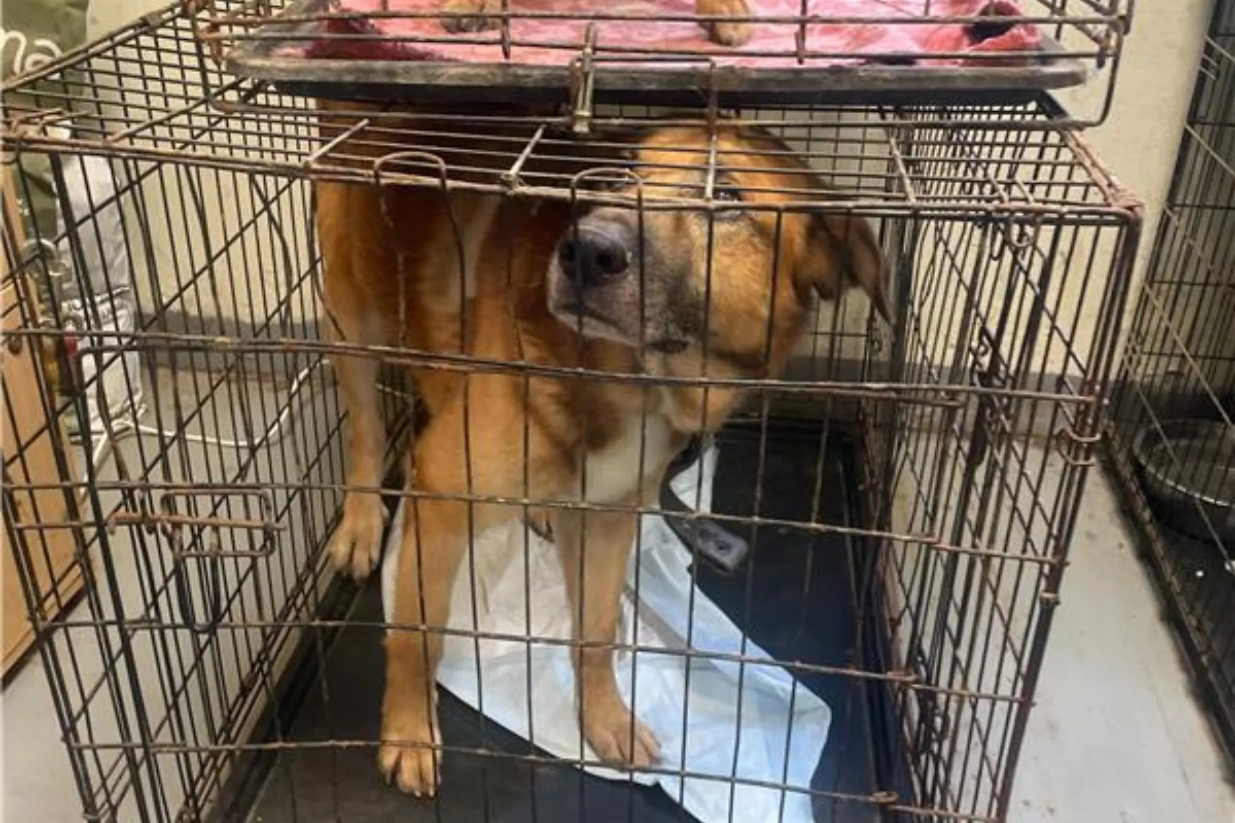 Šuo, narvas, Penkta koja