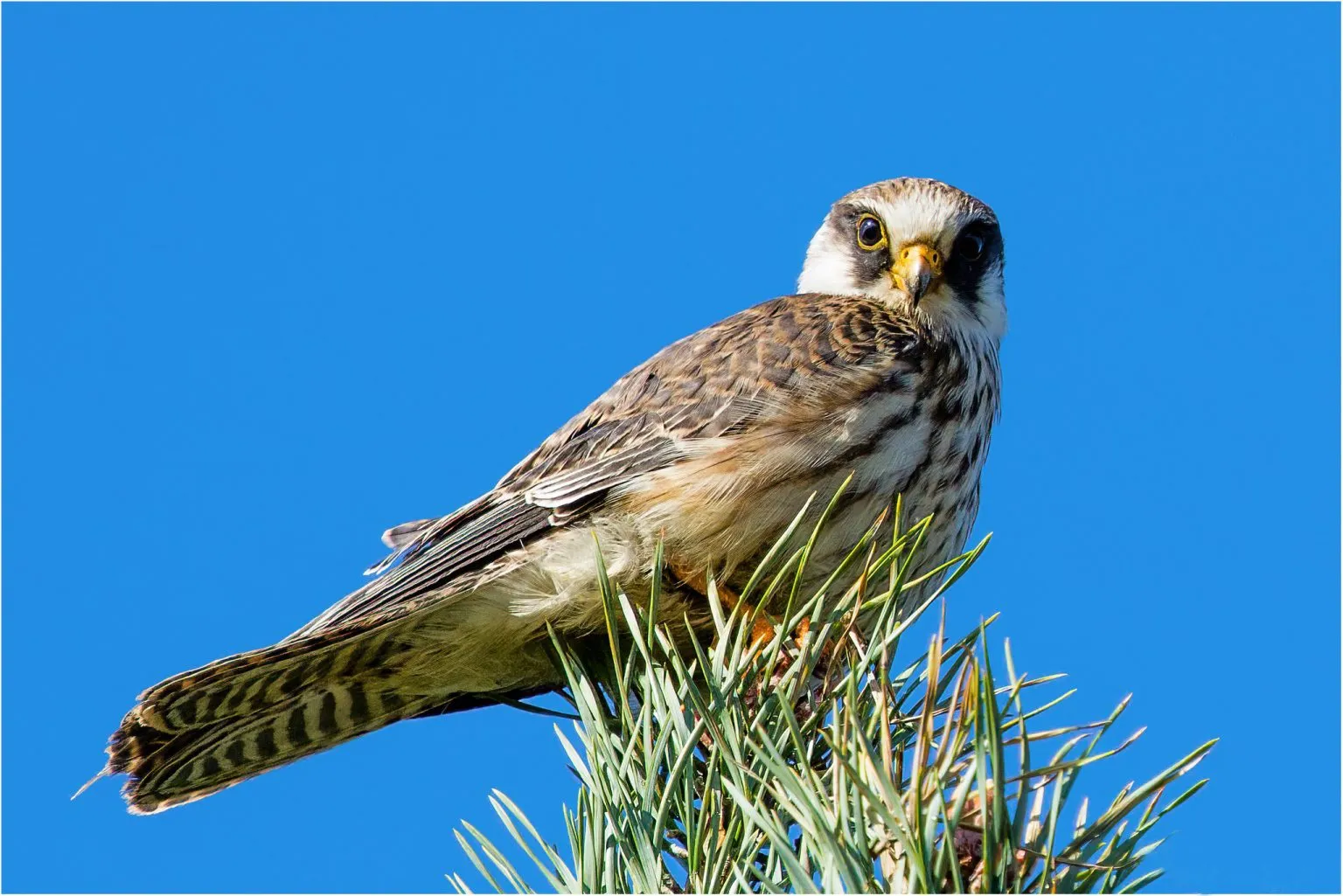 Raudonkojis sakalas / V. Paznekaitės nuotr.