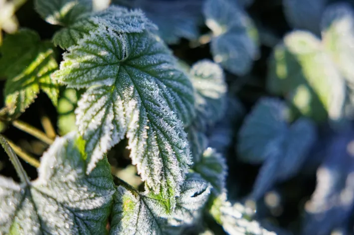 Šalna / Šaltis / Šerkšnas / E. Ovčarenko / BNS nuotr.
