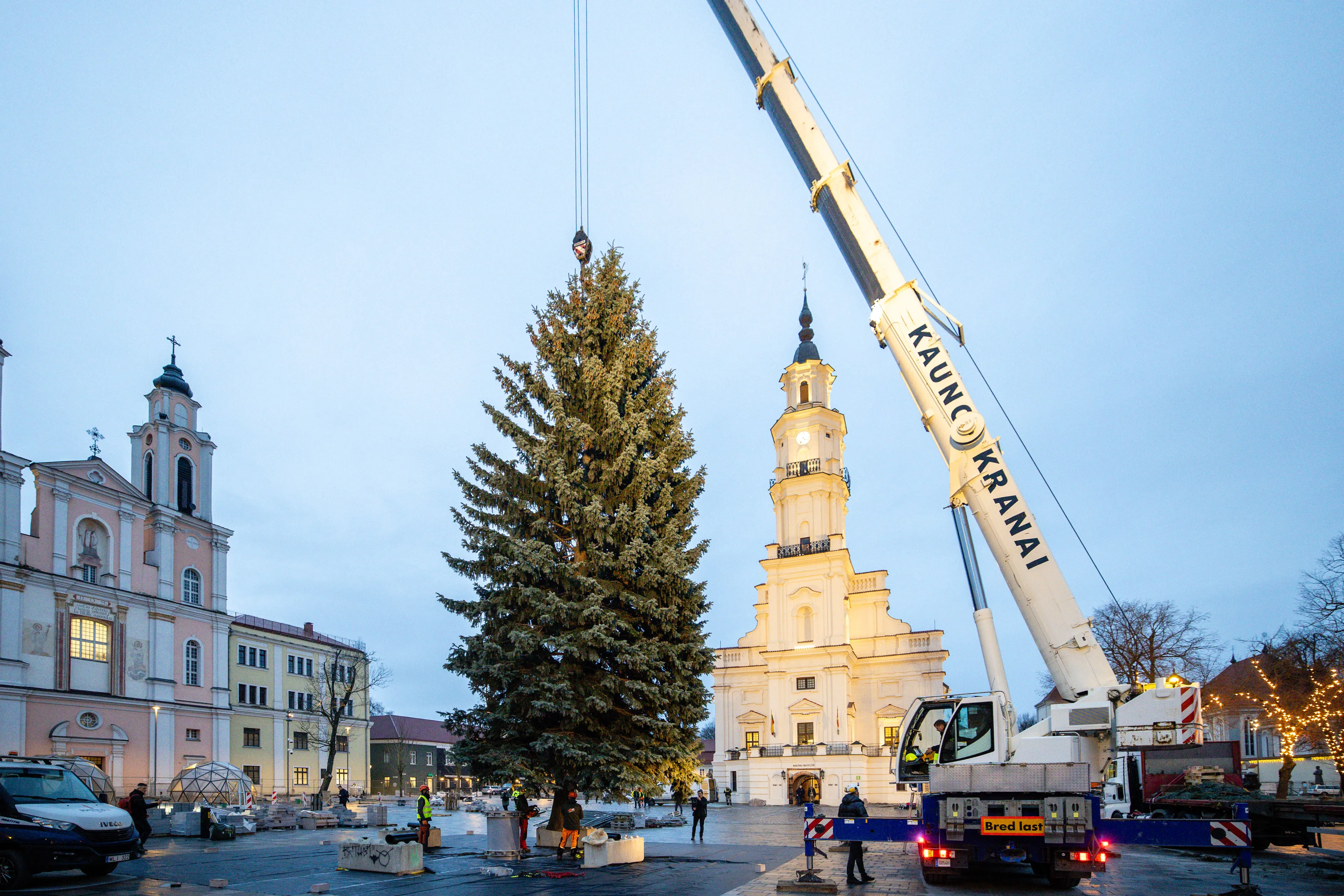 Kauno Kalėdų eglė atvyko į Rotušės aikštę / T. Biliūno / BNS nuotr.
