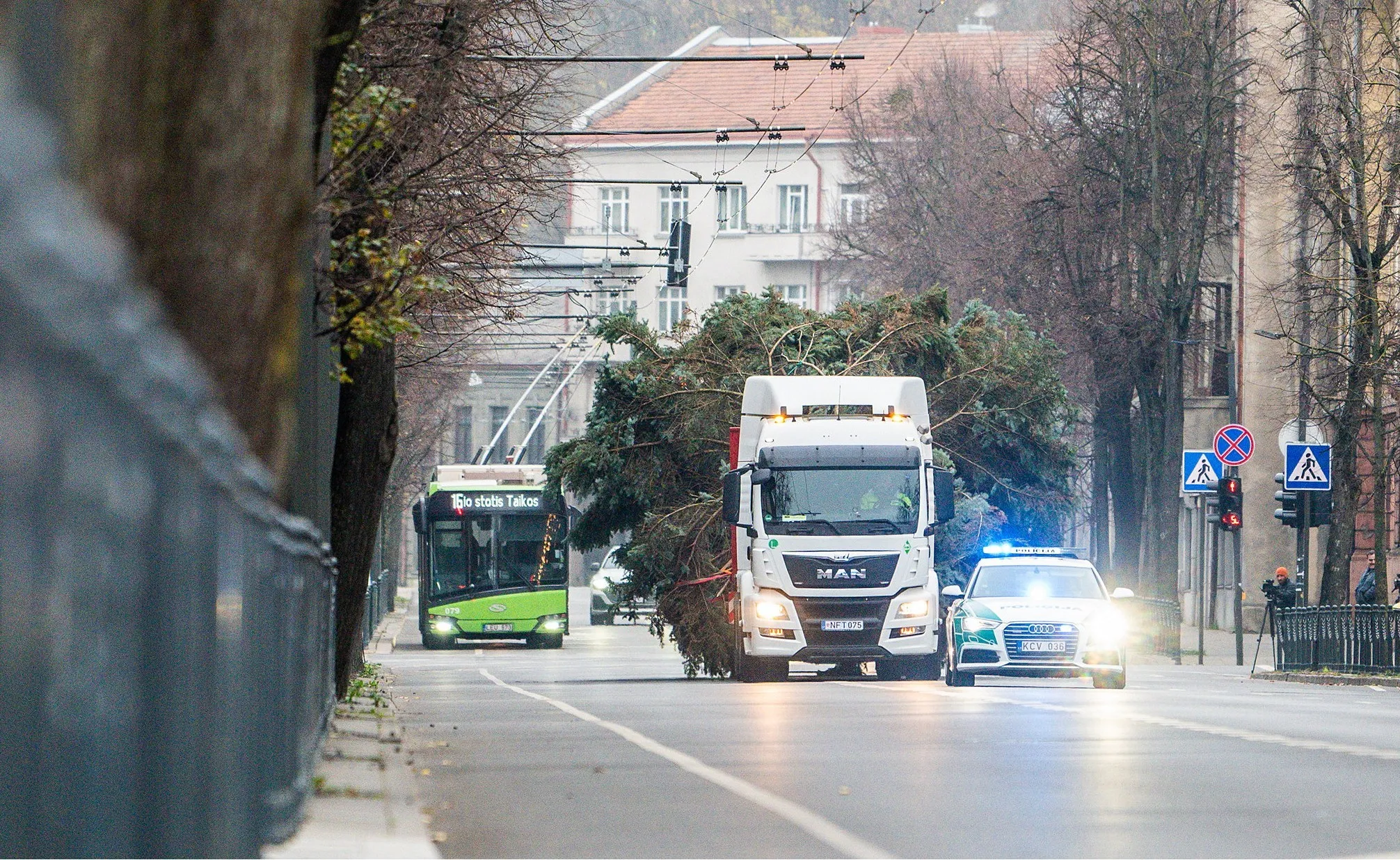 Vežama Kalėdų eglutė