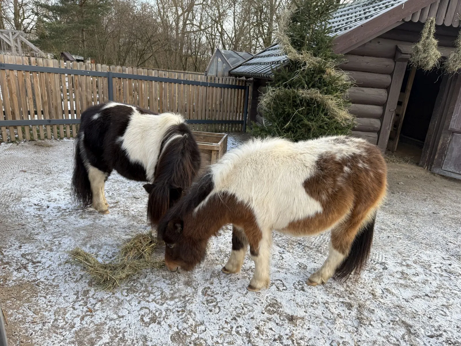 Šetlando poniai / Lietuvos zoologijos sodo nuotr.