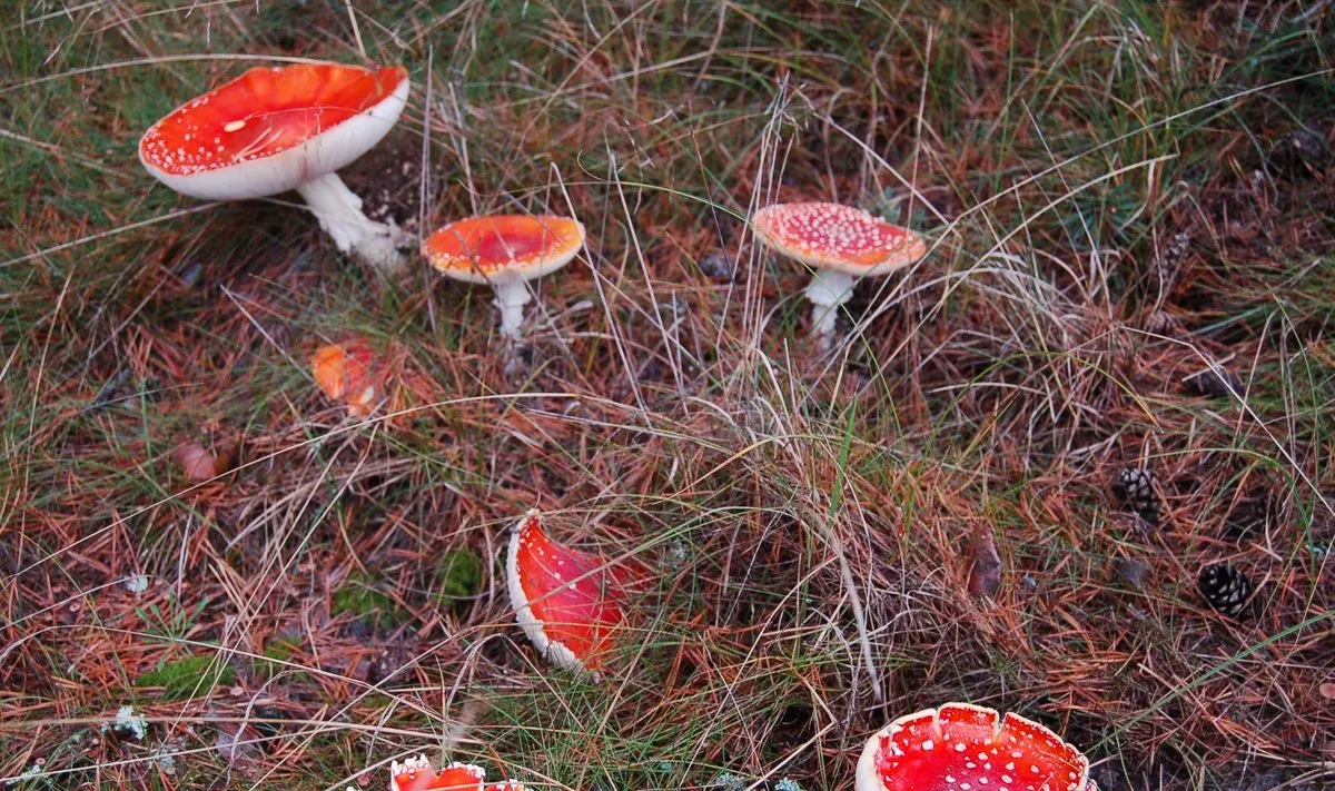 Musmirės / Delfi.lt nuotr.