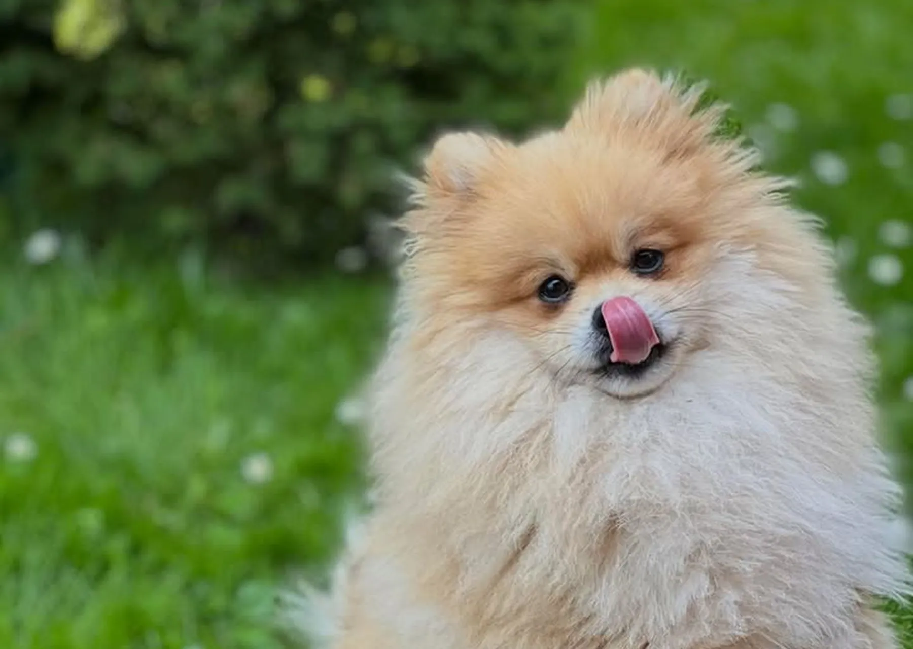Šeimininkai Kauno centre ieško pabėgusio šuns / Skaitytojų nuotr.