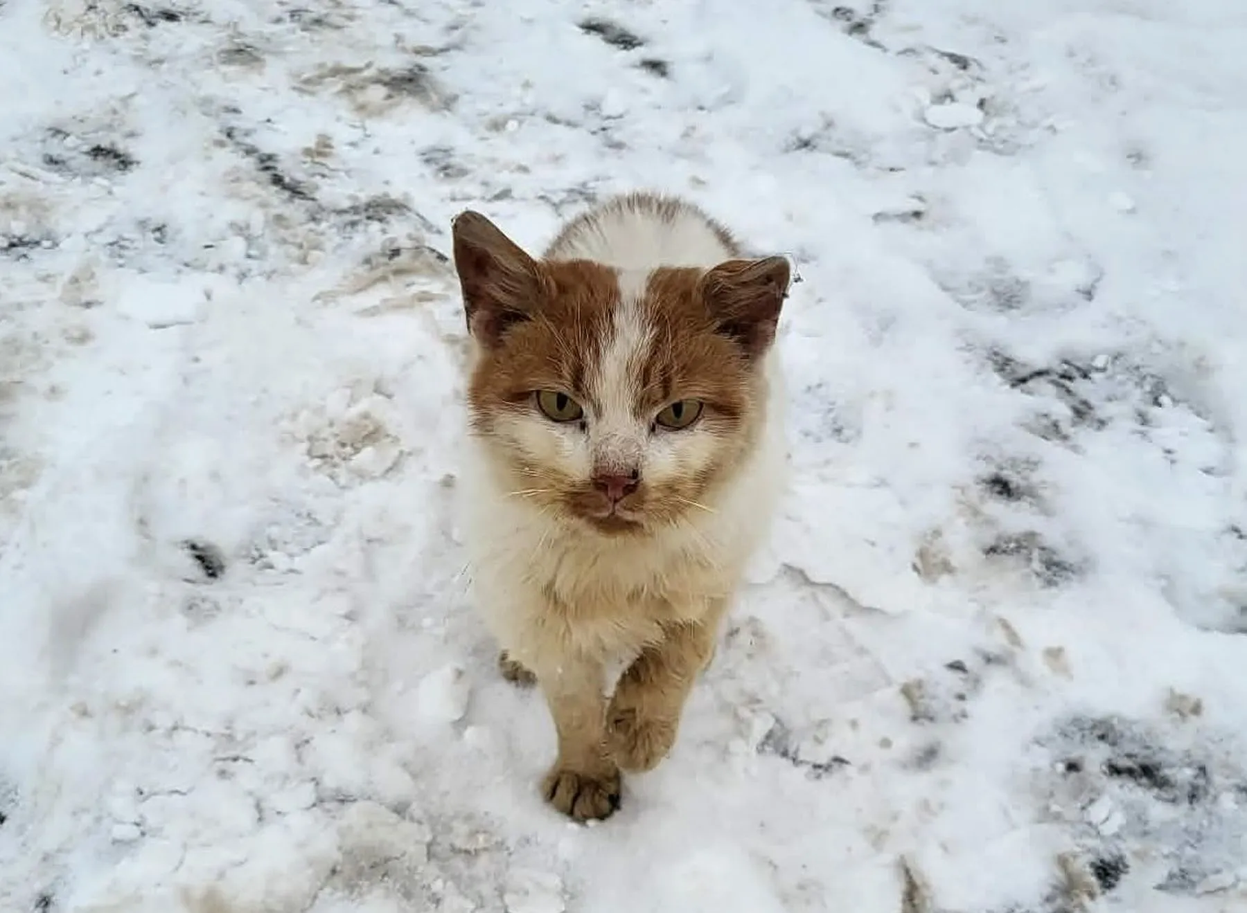 Beglobė katė / VšĮ „Rožinė pėdutė“ nuotr.