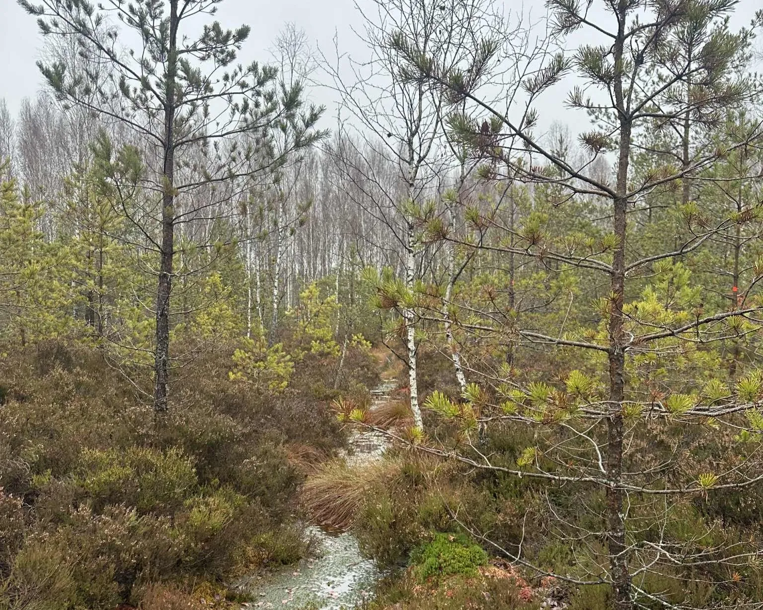 Žaliasis raistas / VMU nuotr.