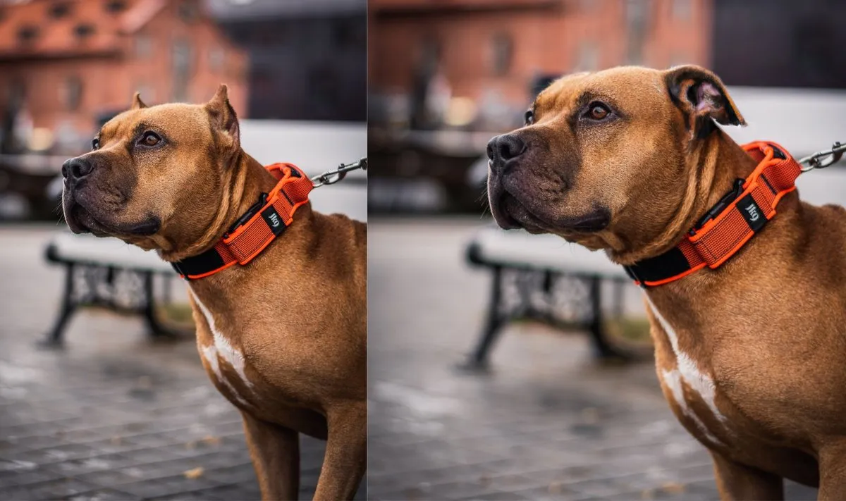 Šuo pakirptomis ausimis, kupiravimas