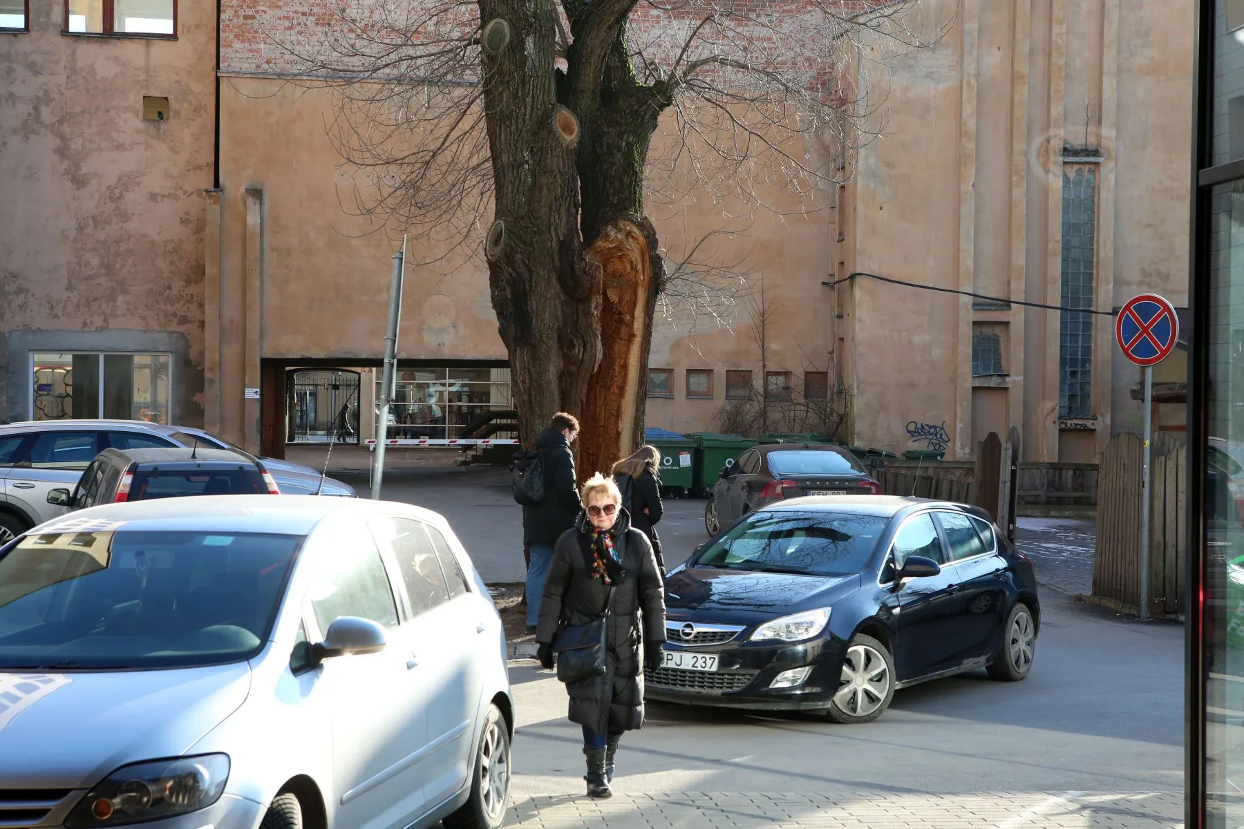 Senolis ligotas ąžuolas / M. Patašiaus nuotr.