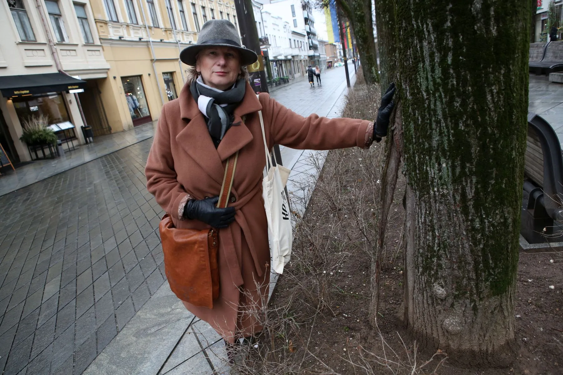 Ligota liepa Laisvės alėjoje / M. Patašiaus nuotr.