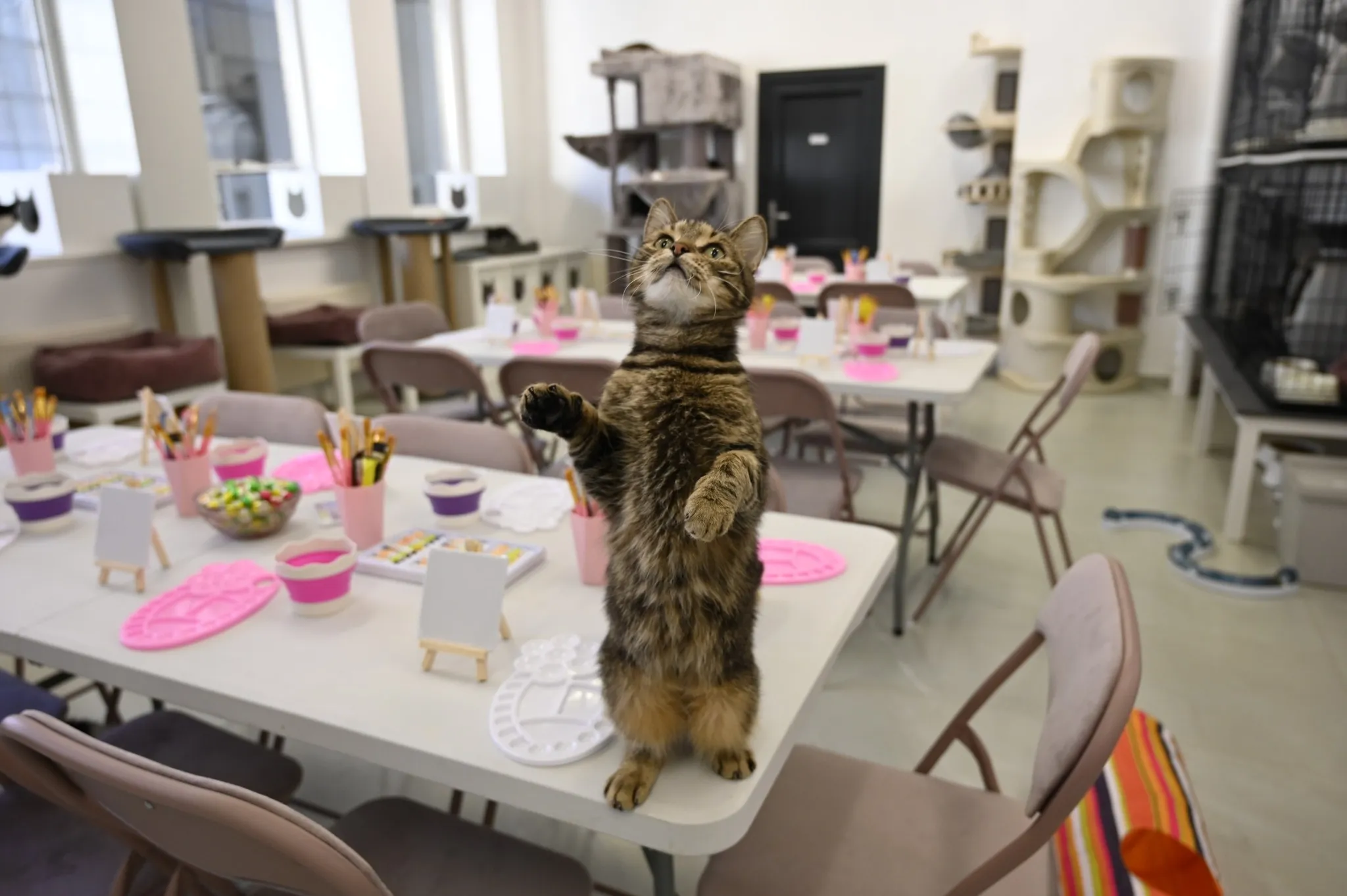 VšĮ „Rožinė pėdutė“ renginiai / Organizatorių nuotr.