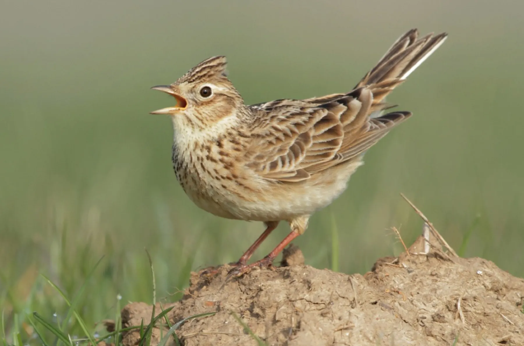 Vieversys / Kauno Tado Ivanausko zoologijos muziejaus nuotr.