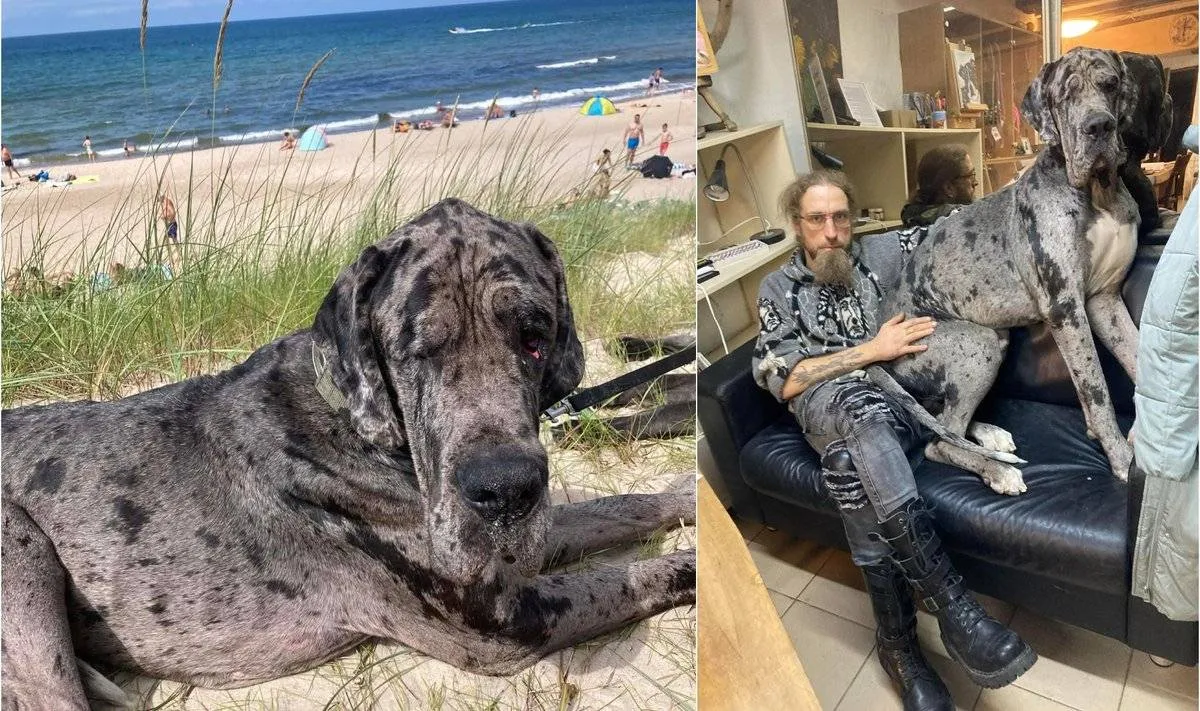 Julijus ir jo augintinis Taigo