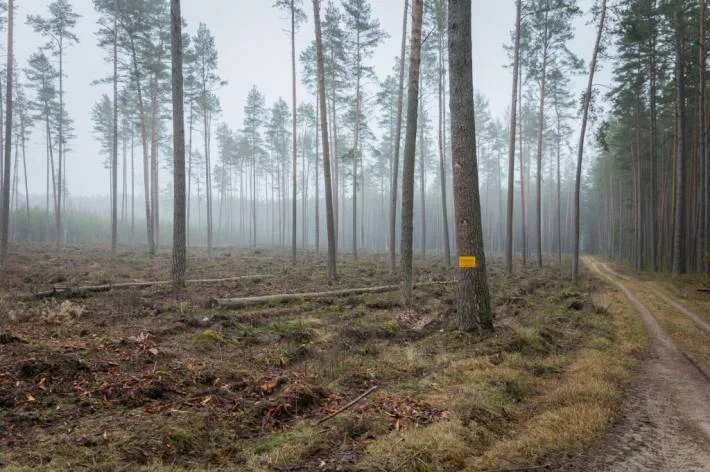 Kapčiamiestis / BNS nuotr.