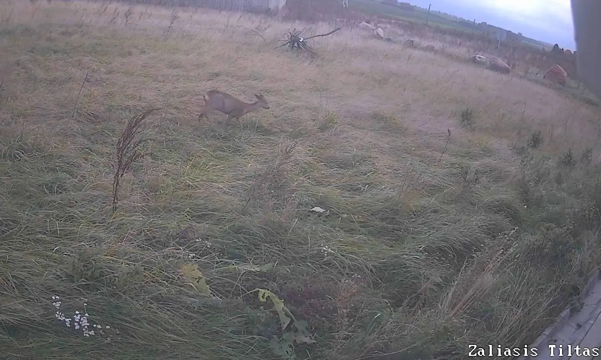 Gyvūnų migracija / Via Lietuva nuotr.