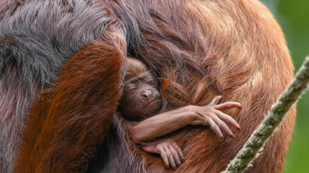 brulaap geboren 1 1280x720