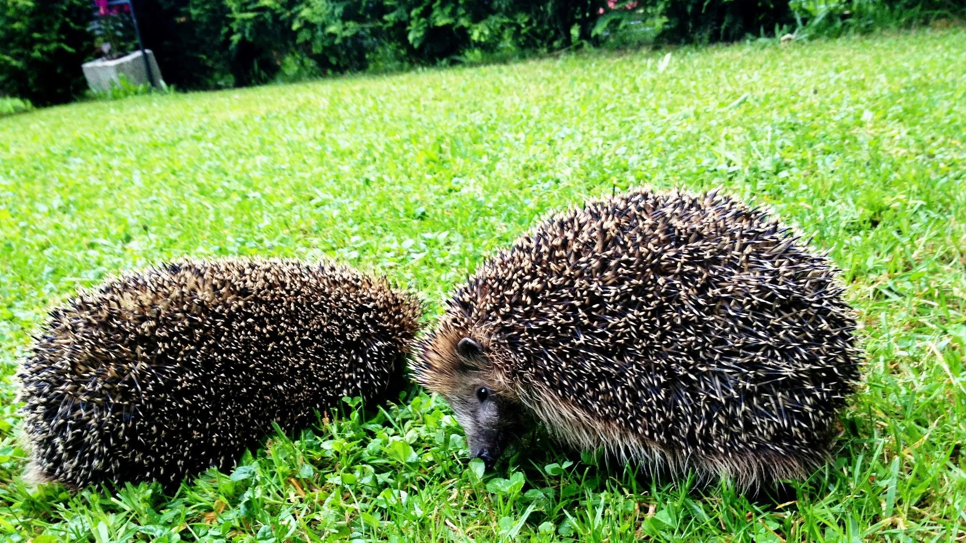 egels david mark via pixabay