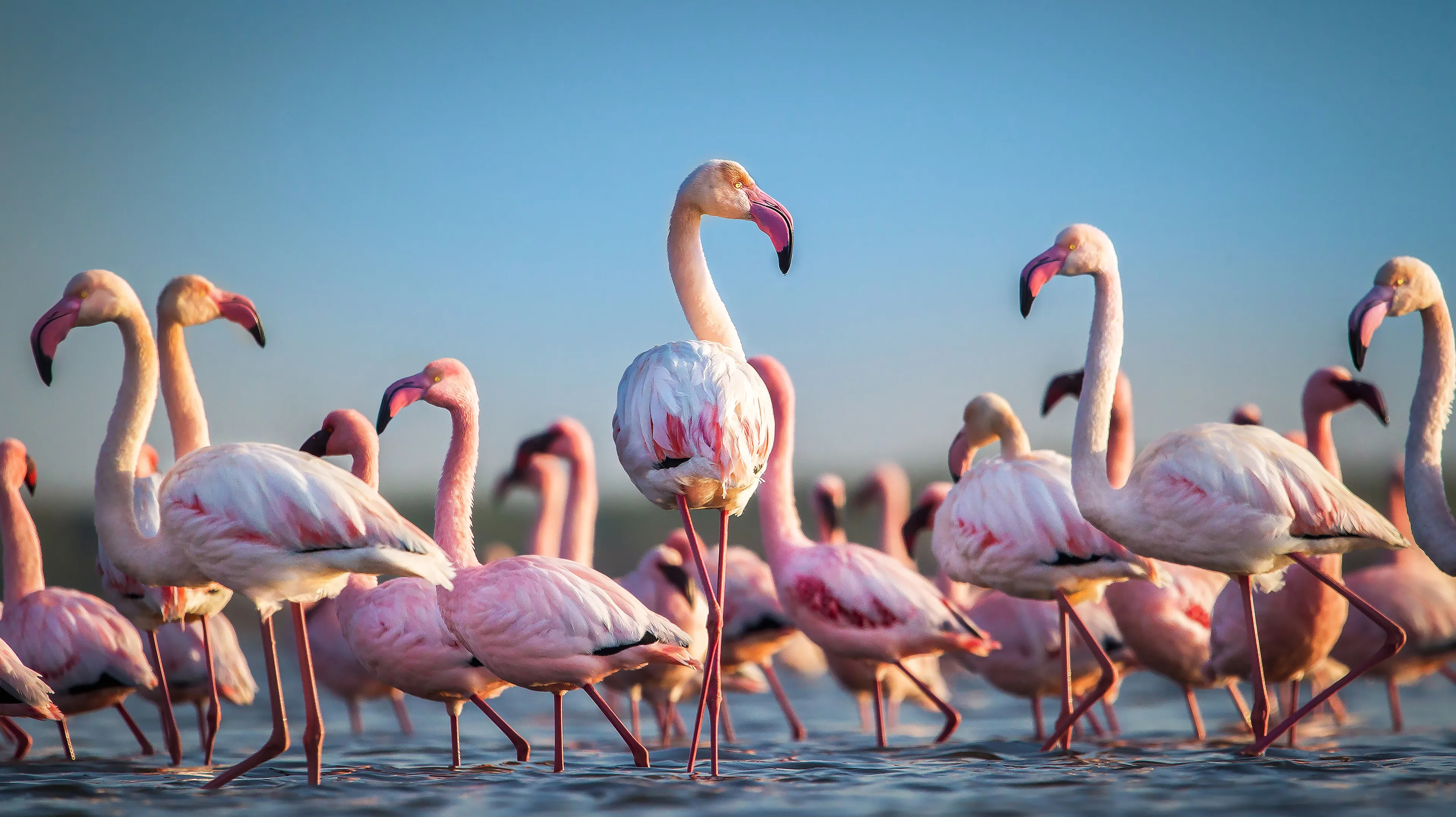 gaiazoo grote flamingo jan 2020