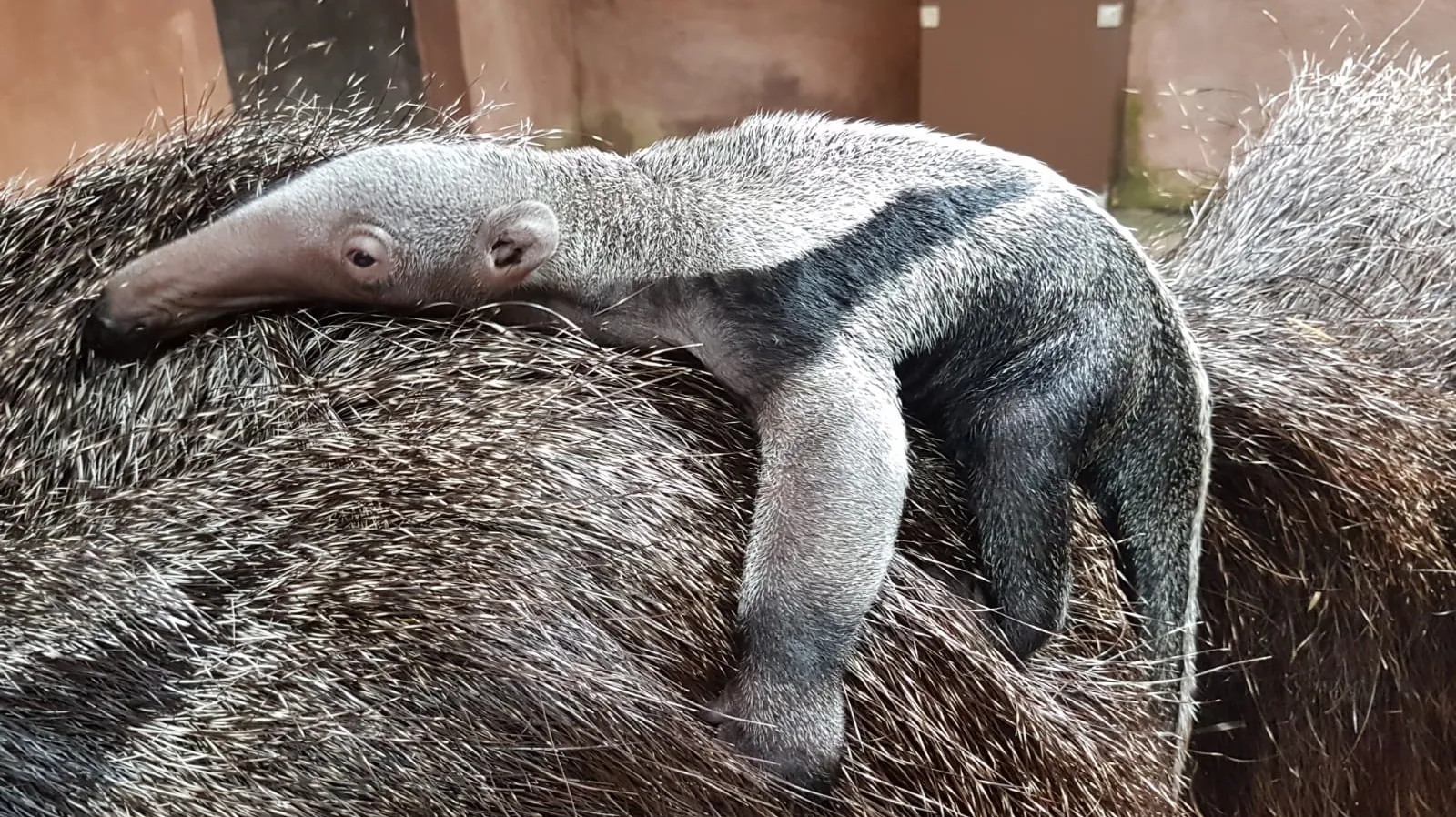 gaiazoo reuzenmiereneter jong 2019