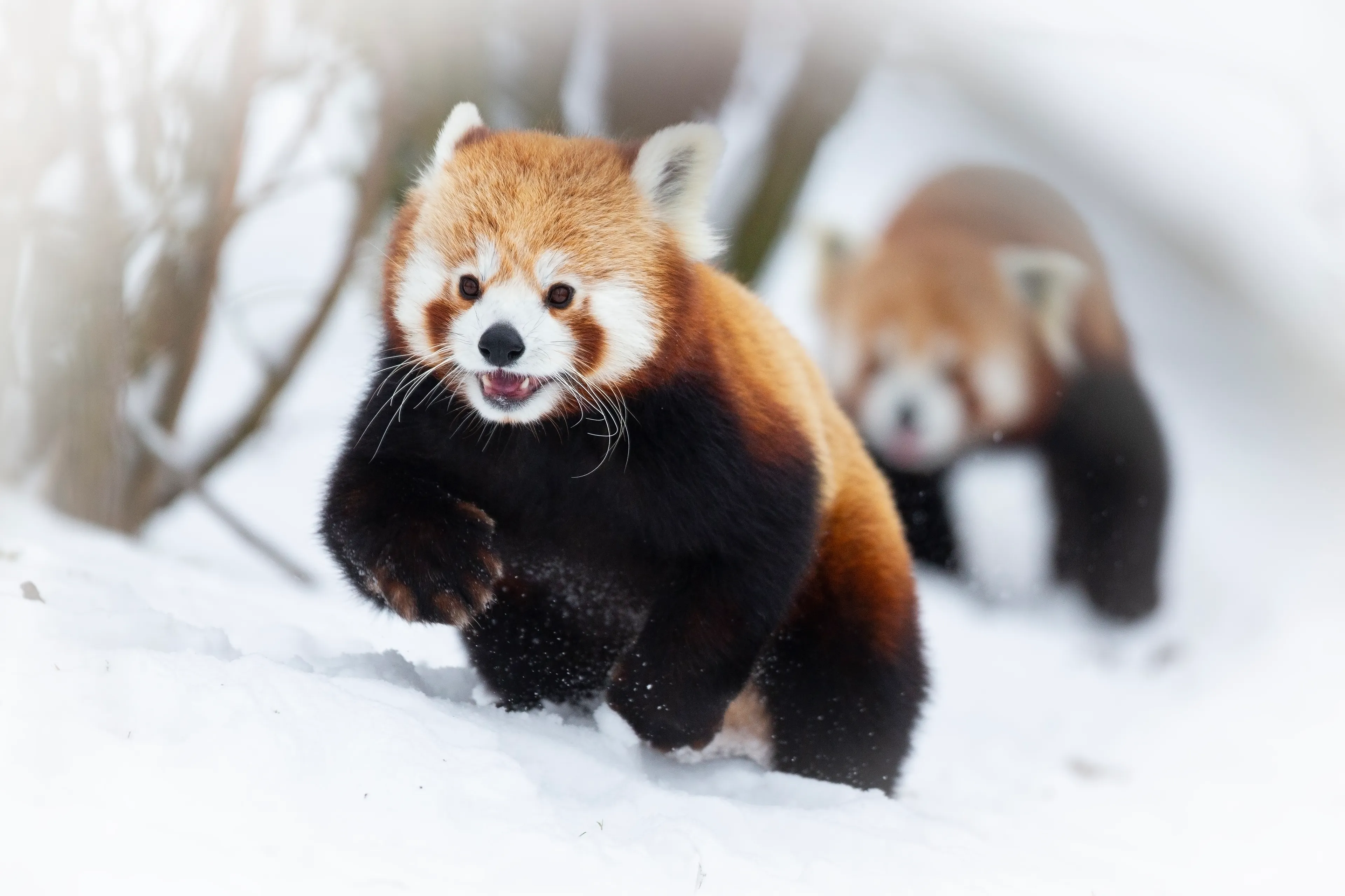 gaiazoo rode pand sneeuw dierentuin 17