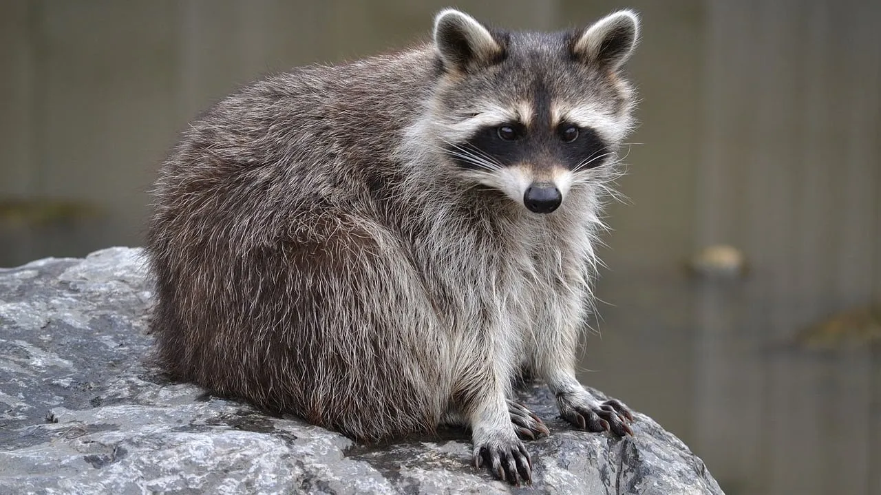 gewone wasbeer cco license