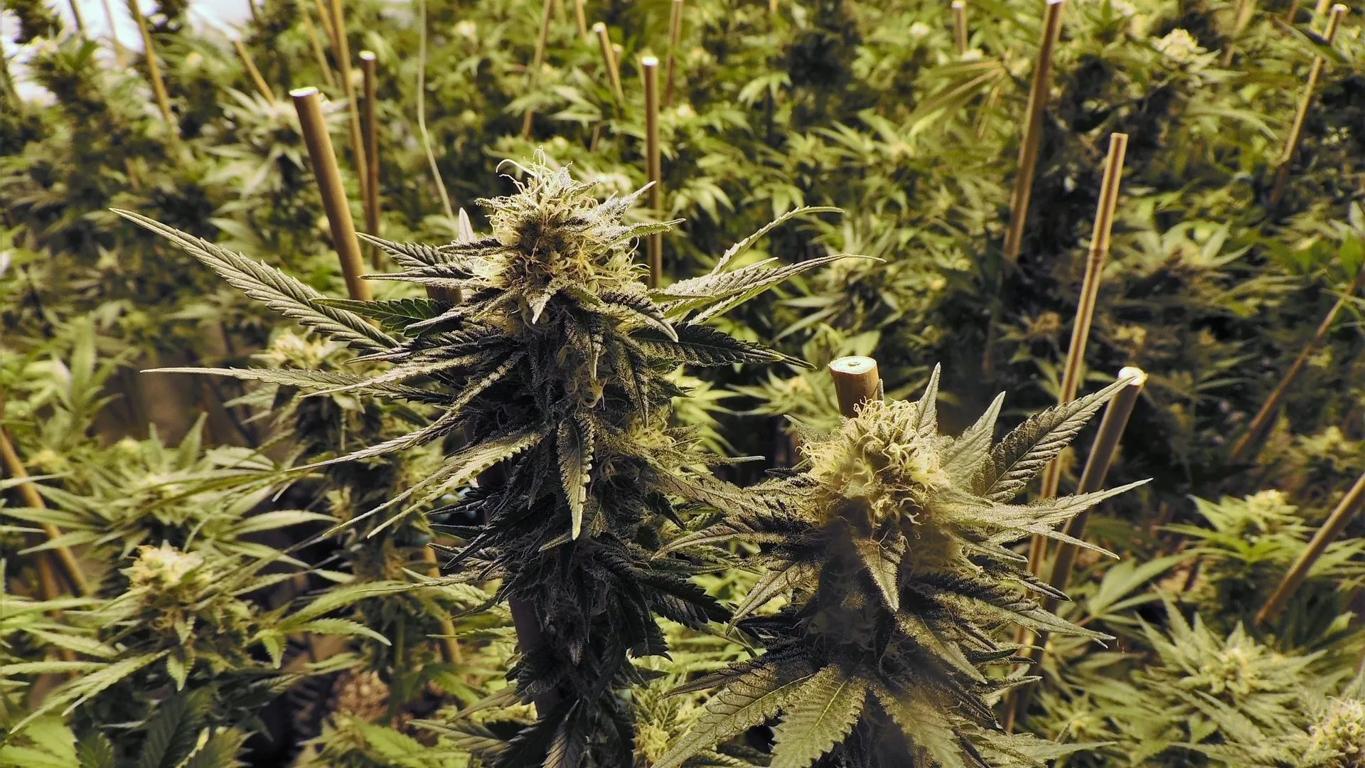 marijuana pixabay e1550492491514