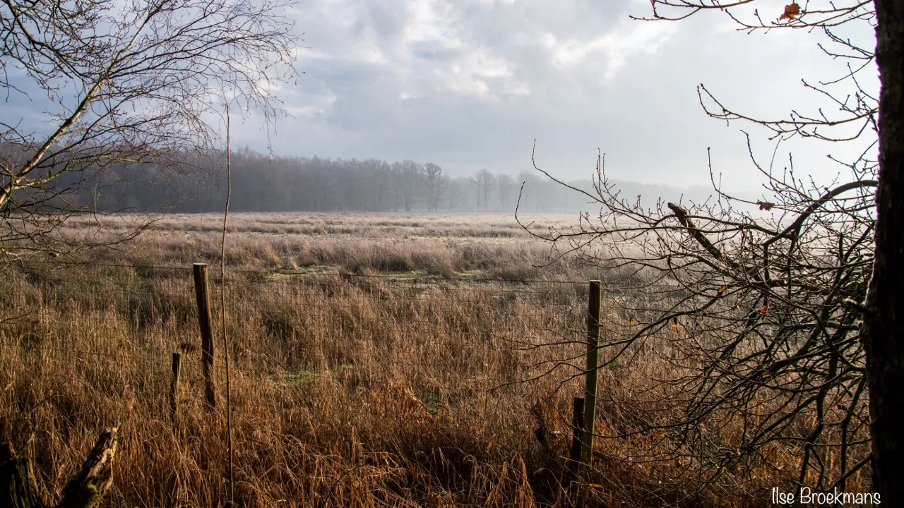 ode aan het limbrgs landschap weerterbos ilse broekmans 1280x720 1