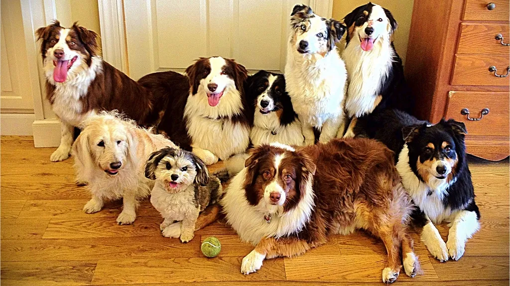 veel honden carterse