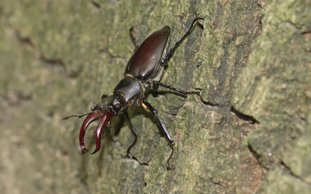 vliegend hert c rob geraeds 1080x675